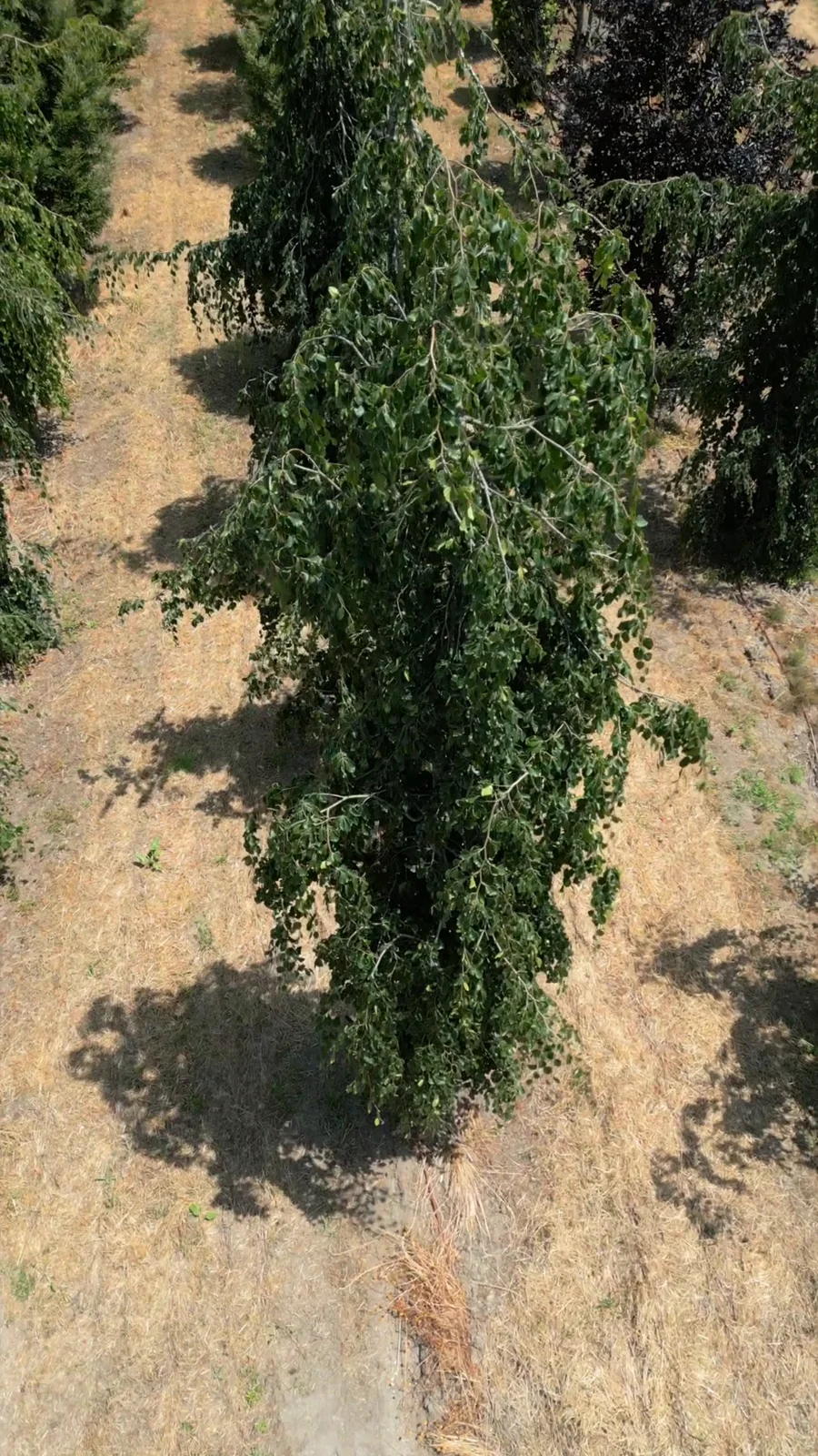 Fagus sylvatica 'Pendula' — specimen