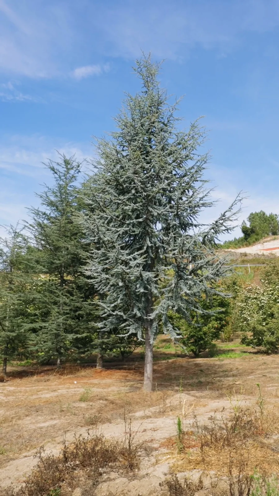 Cedrus atlantica 'Glauca' — specimen