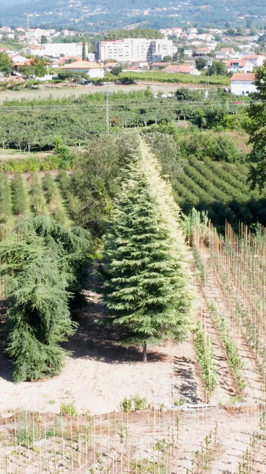 Cedrus deodara 'Aurea' — specimen