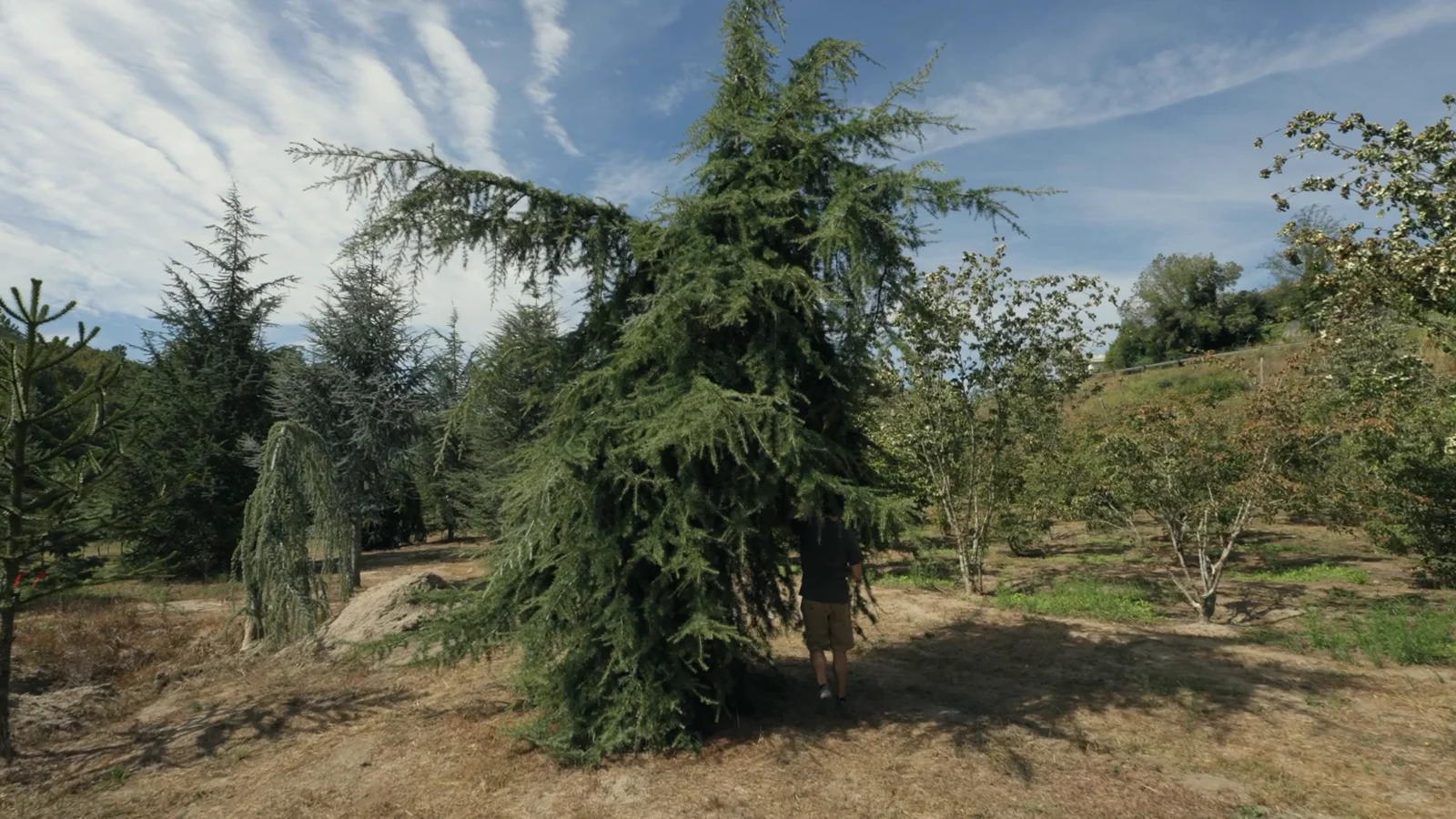 Cedrus deodara 'Pendula' — specimen