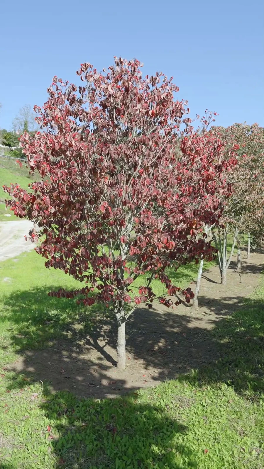 Cornus florida — specimen