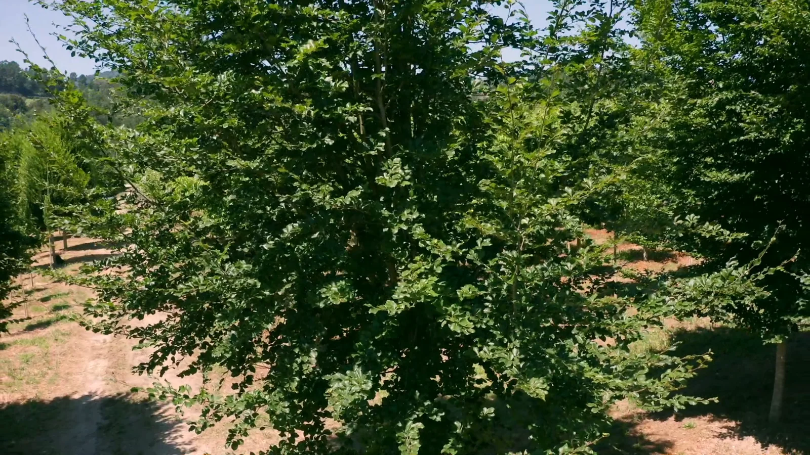 Fagus sylvatica — specimen