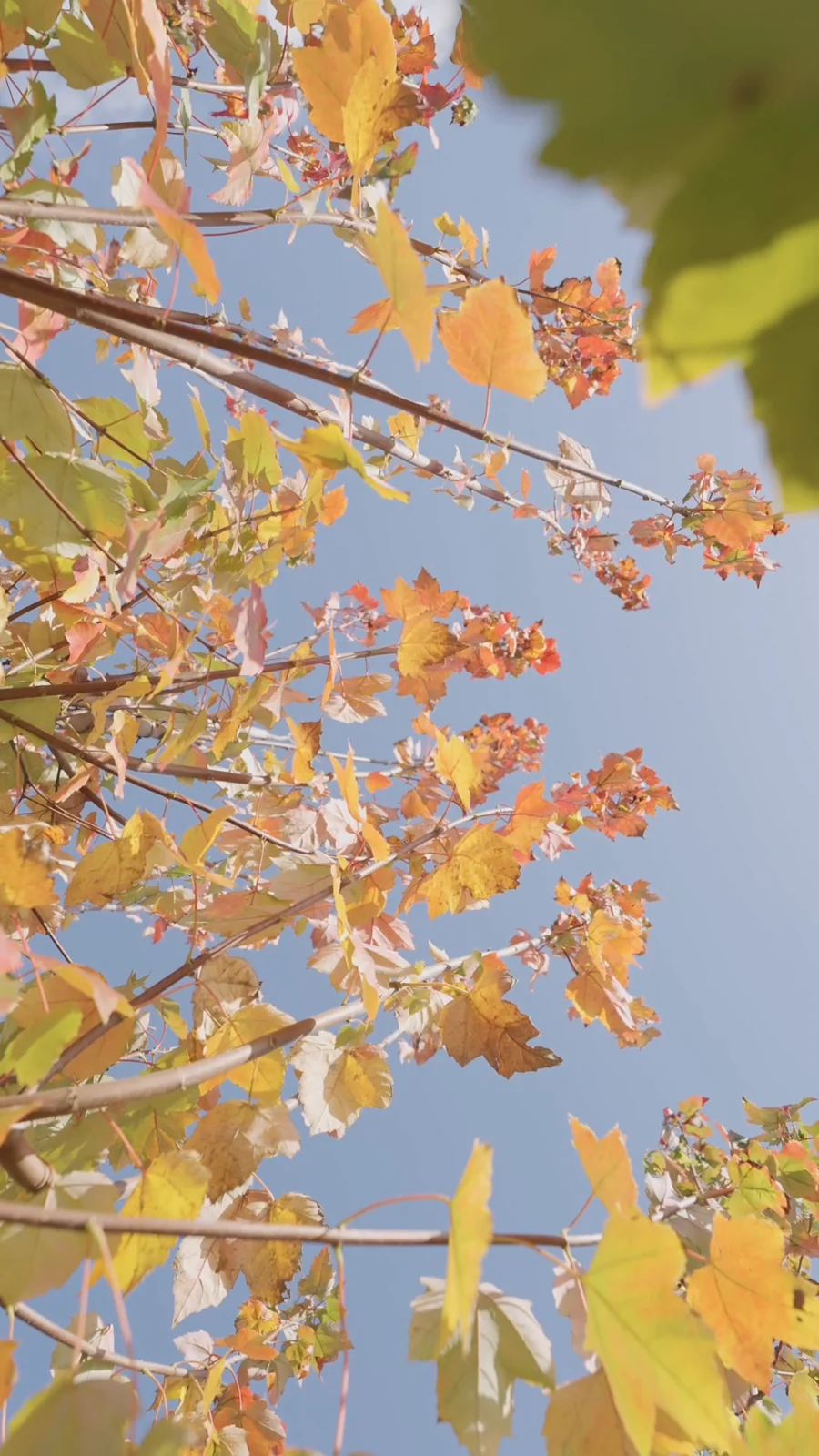 Acer rubrum — specimen