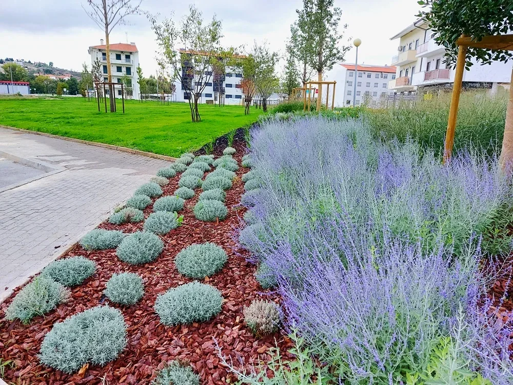 Canteiro de lavanda e santolina sobre casca vermelha, junto ao passeio, com edifícios de habitação ao fundo.