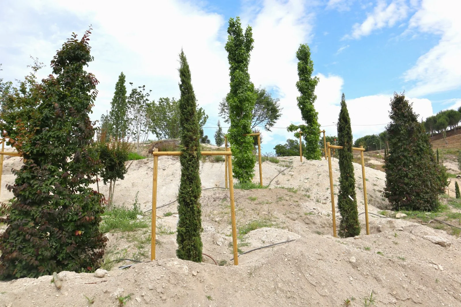 Árvores fastigiadas recém-plantadas e tutoradas no talude de saibro.