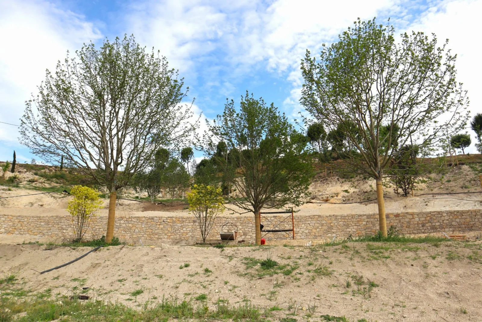 Maciço de árvores plantado junto ao muro de pedra, sobre o terreno em saibro.