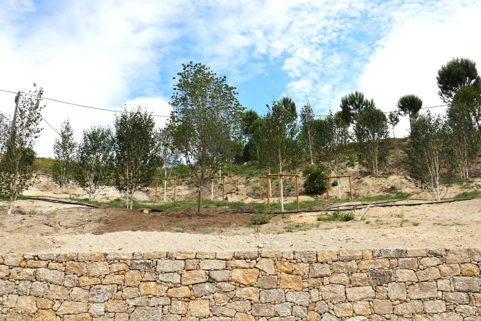 Muro de pedra natural com o maciço de árvores plantado na crista.