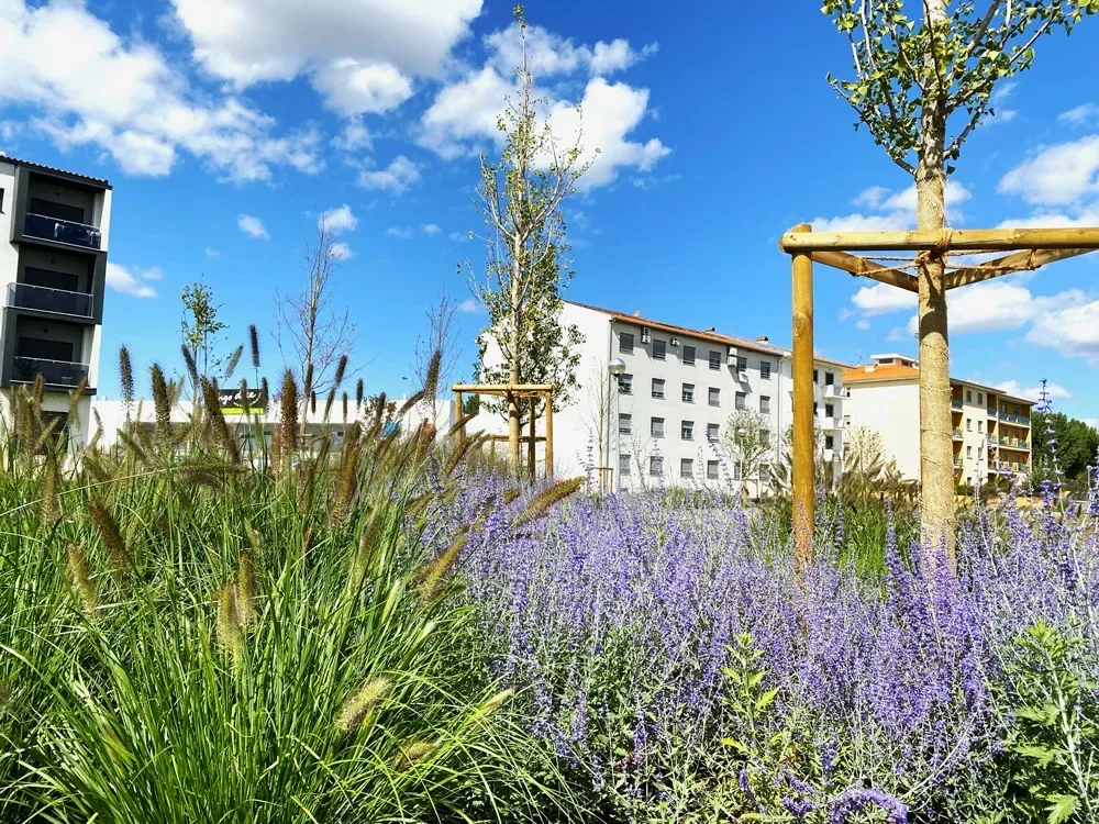 Gramíneas ornamentais e lavanda em primeiro plano, com árvore jovem tutorada e prédios ao fundo.