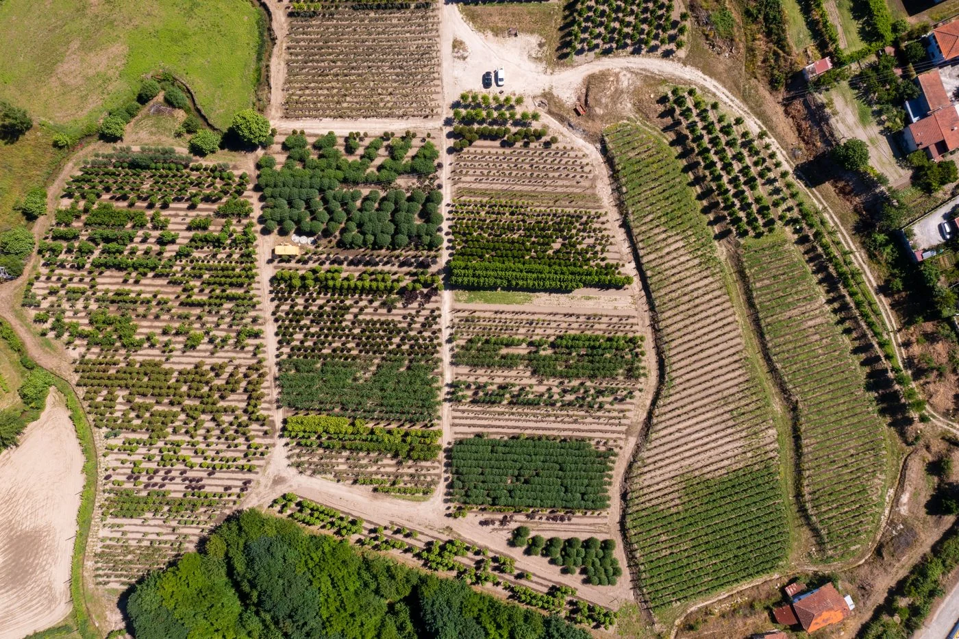 Linhas de árvores em produção nos campos da Diaplant, em Amarante.
