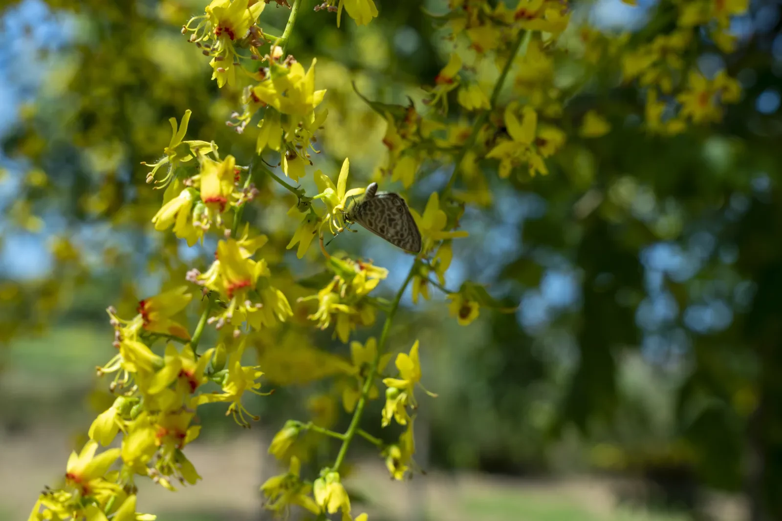 Panícula de flores amarelas de Koelreuteria em pleno verão, com o céu azul por trás.