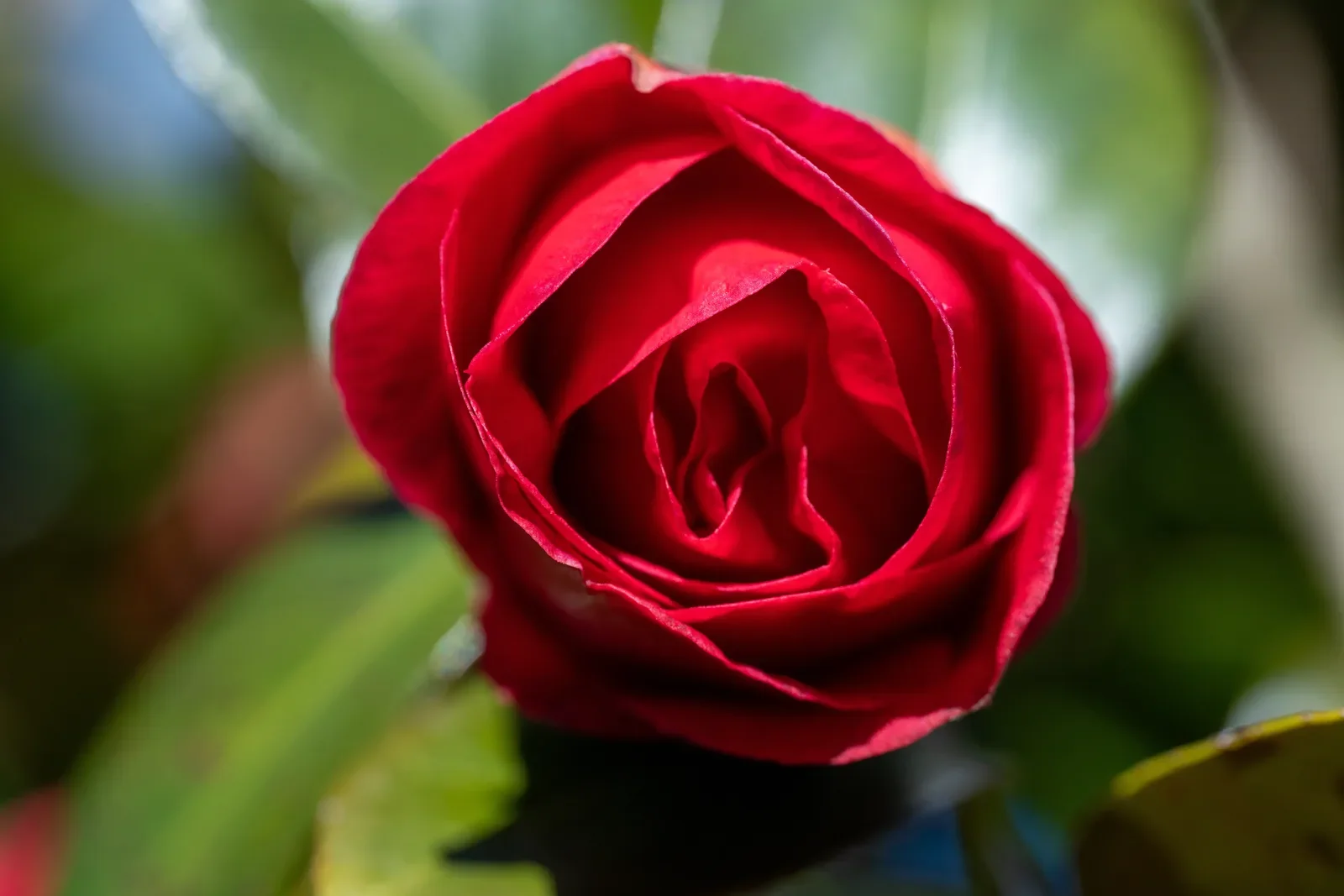 Flor de camélia vermelha muito dobrada, com o centro completamente fechado por pétalas.