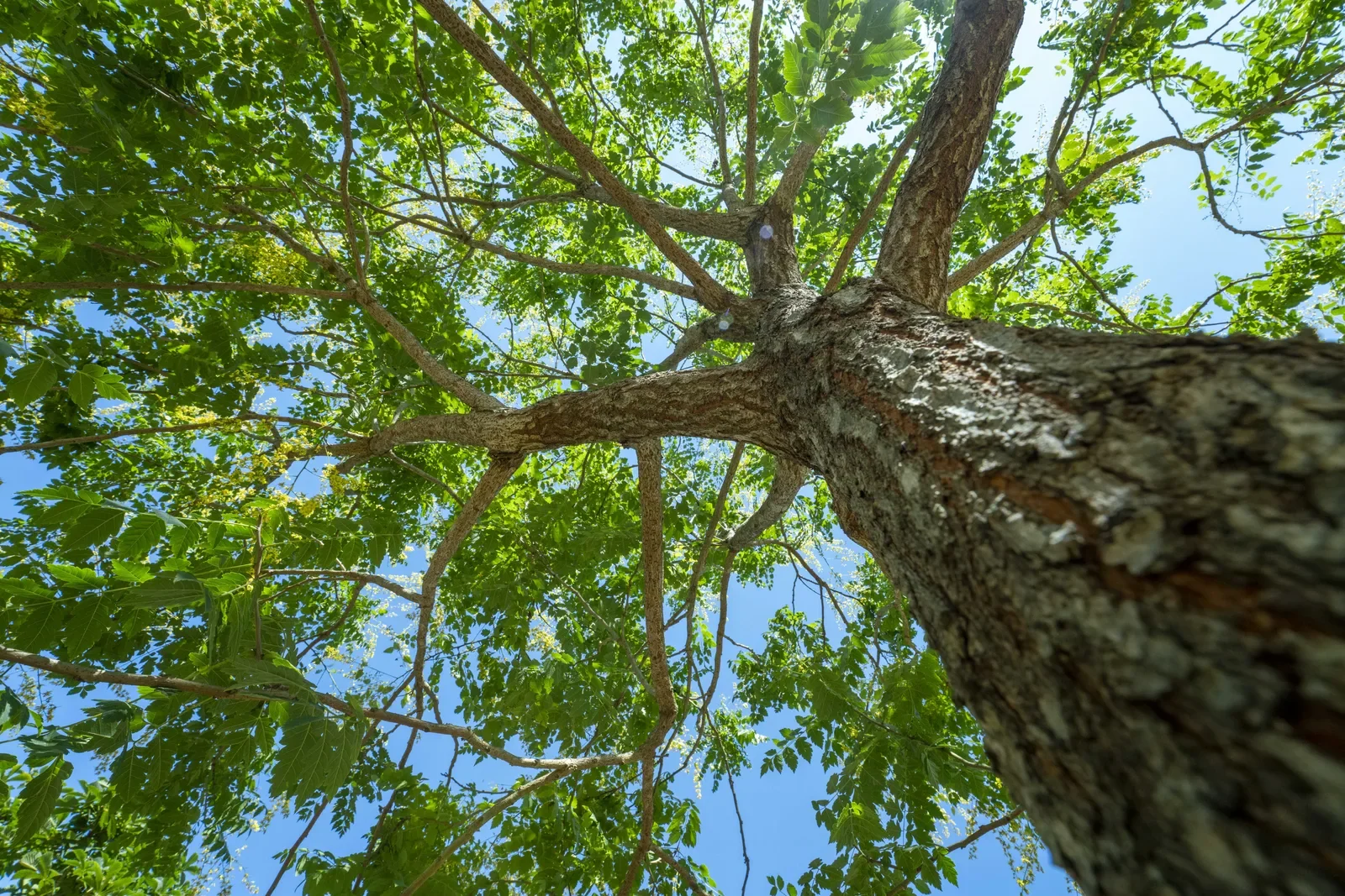 Tronco e copa de Koelreuteria vistos de baixo, com a folhagem verde recortada no céu.