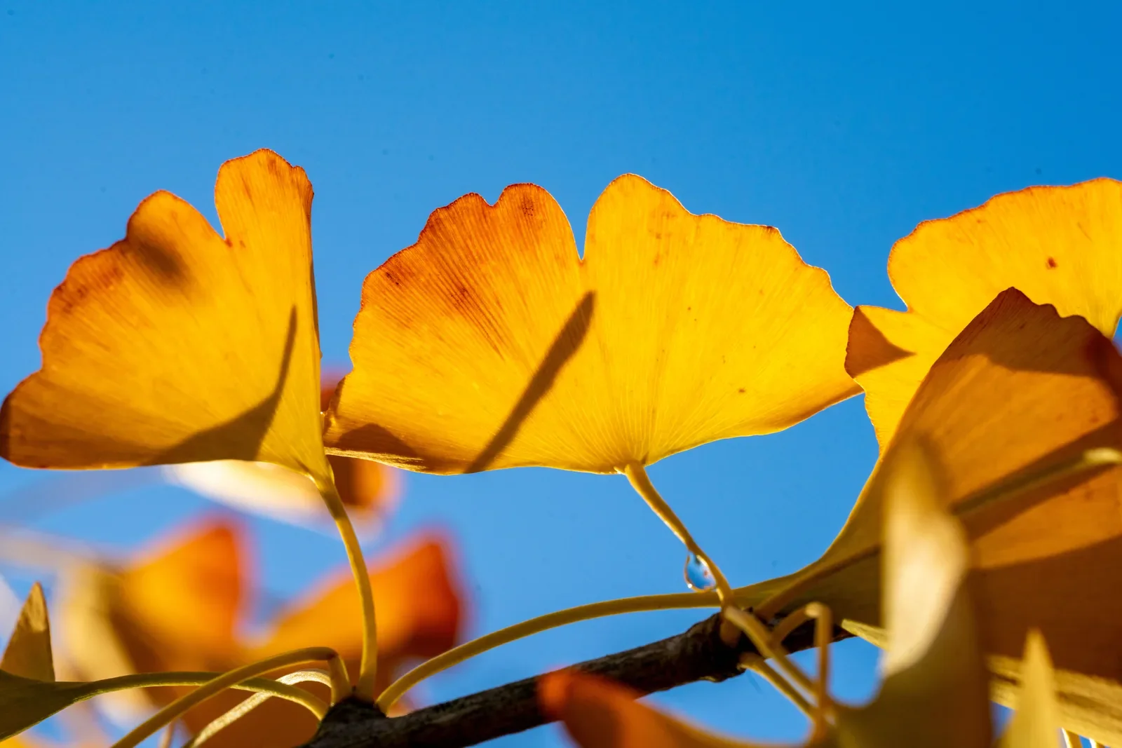 Folhas amarelas de ginkgo em leque, iluminadas contra o céu azul.