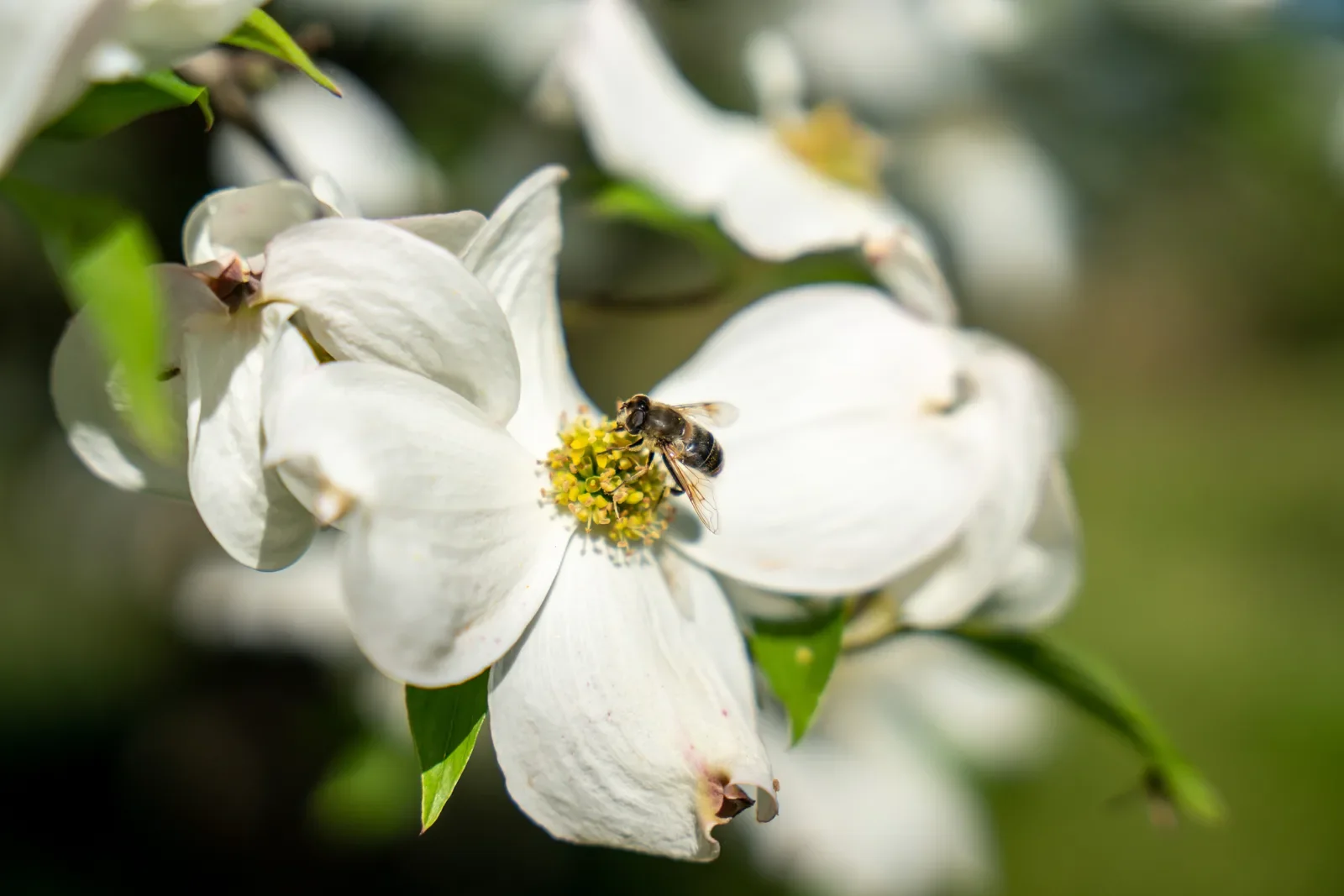 Abelha pousada no centro de uma flor branca de cornus.