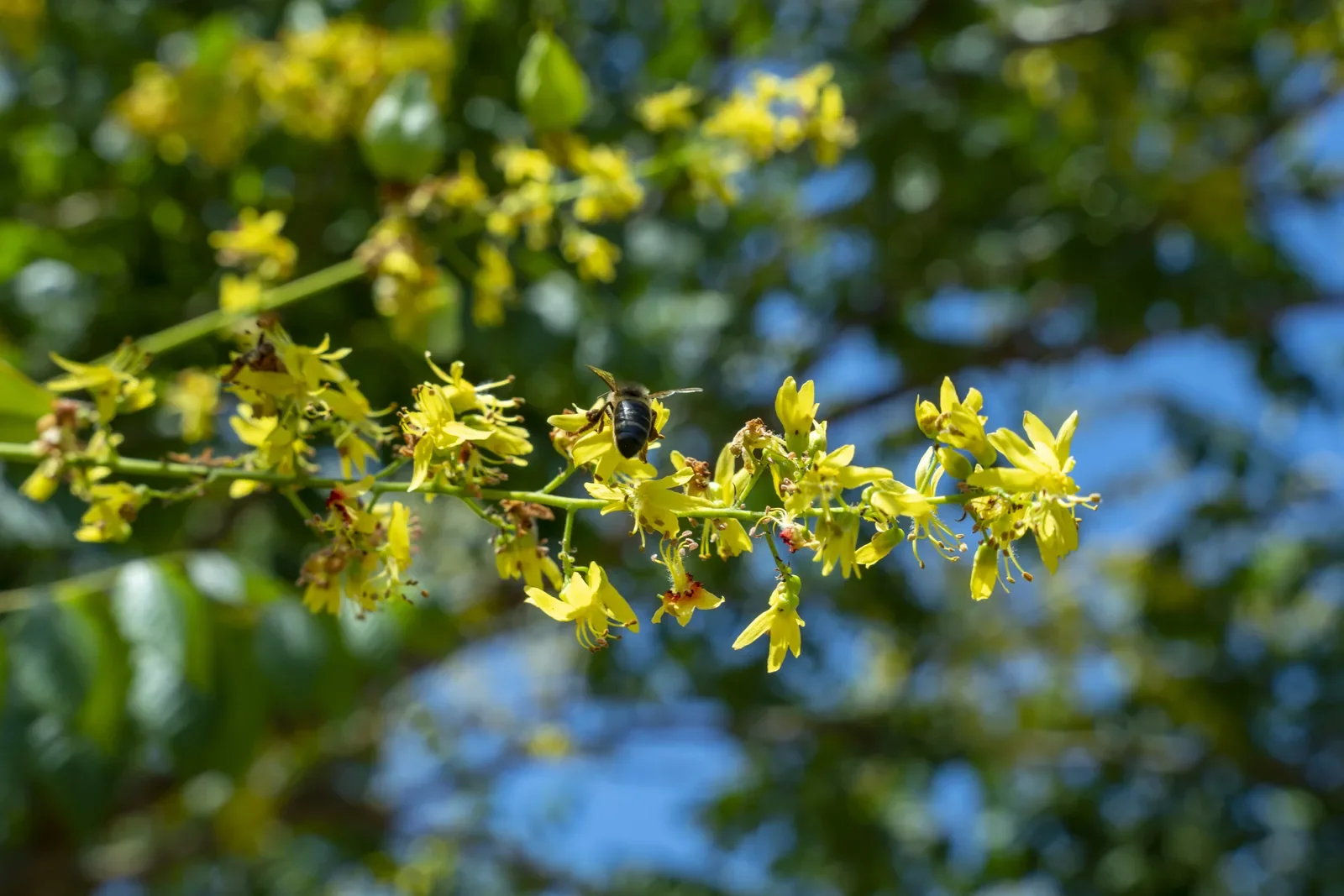 Ramo florido de Koelreuteria com flores amarelas miúdas contra o céu.