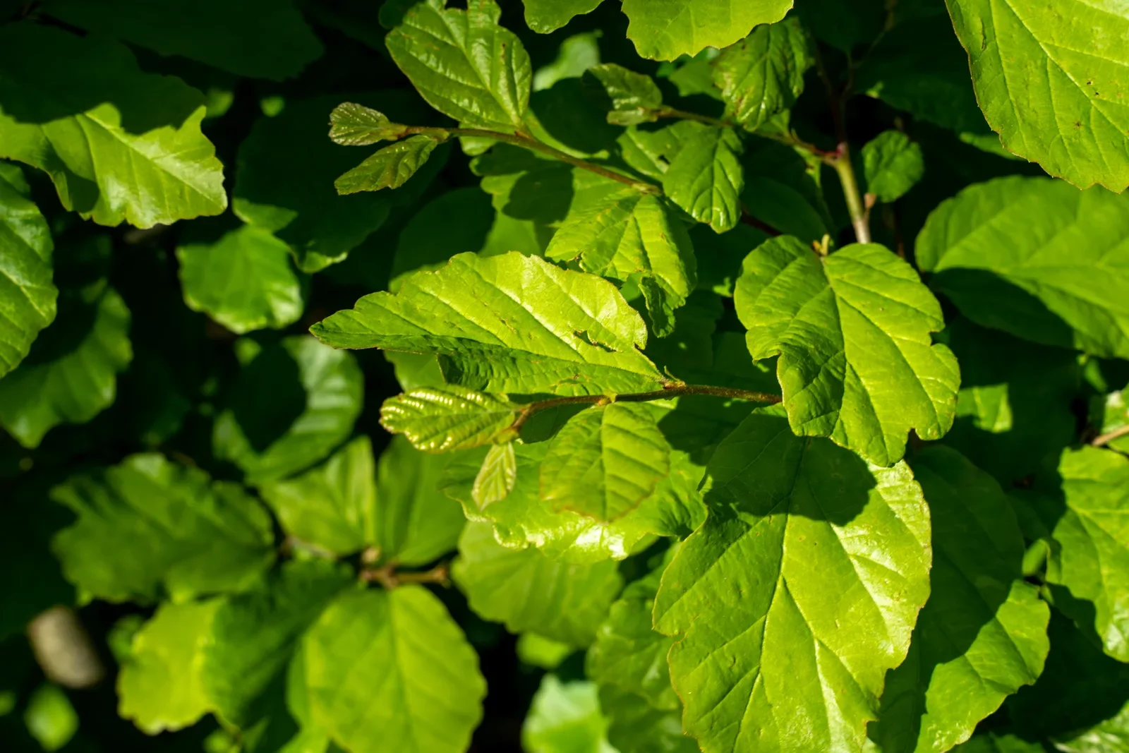 Folhagem verde brilhante e nervurada iluminada pelo sol.