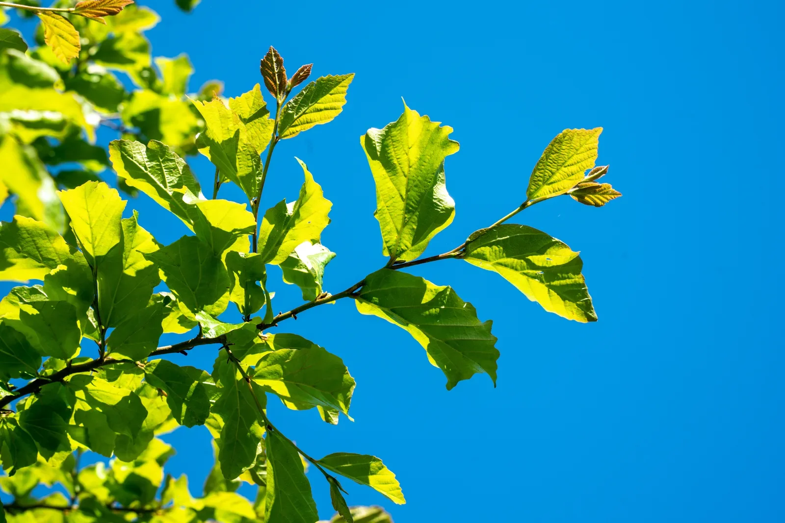 Ramo de carvalho com folhas novas iluminadas pelo sol contra o céu azul.