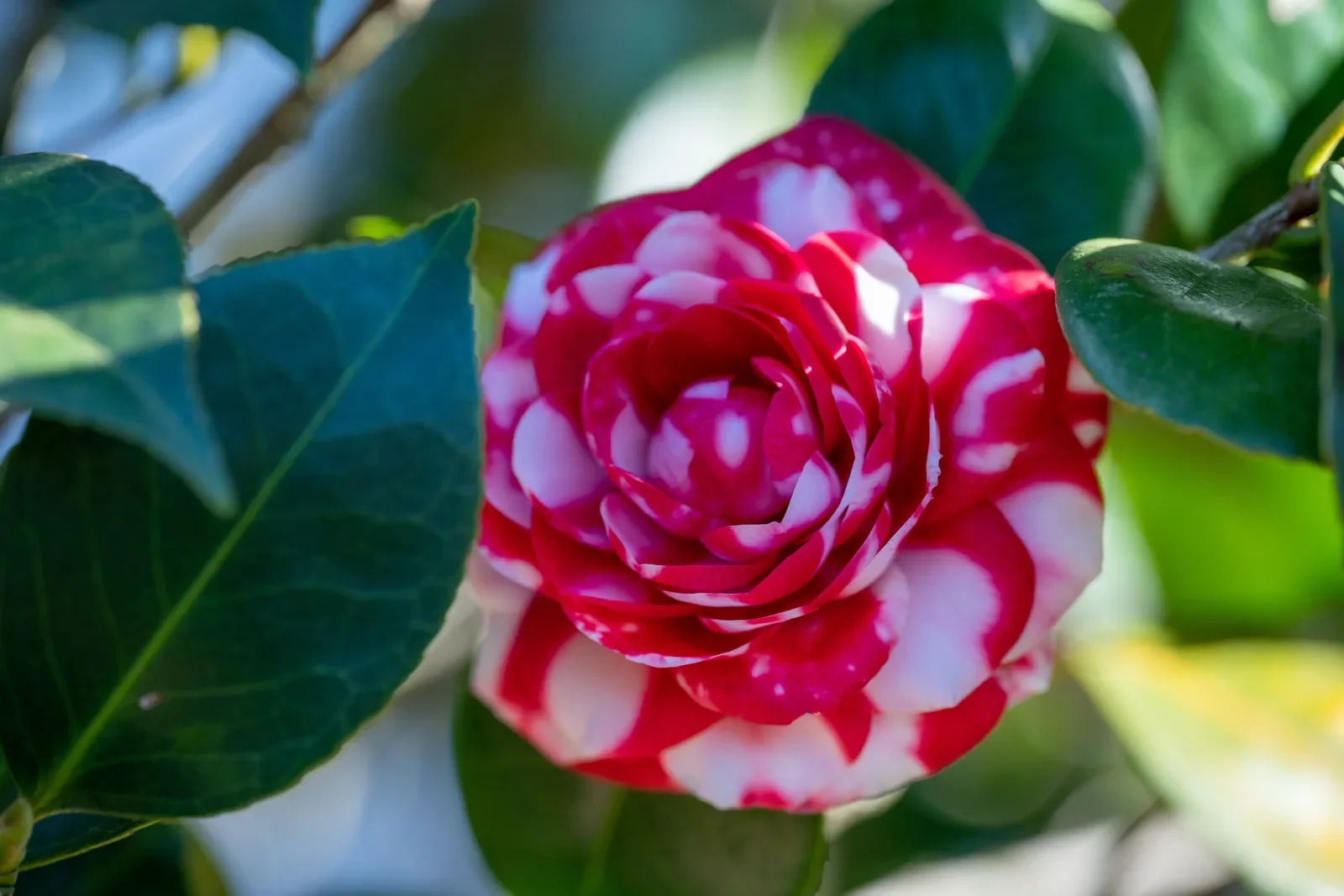 Flor de camélia vermelha e branca aberta entre folhas verdes brilhantes.