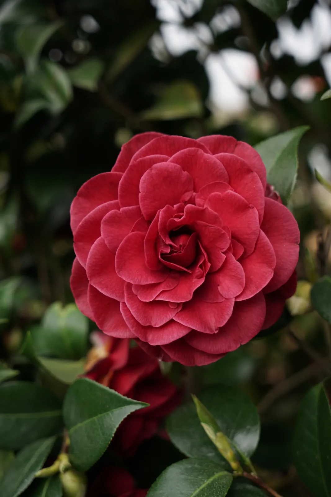 Flor vermelha de Camellia japonica entre folhagem escura.