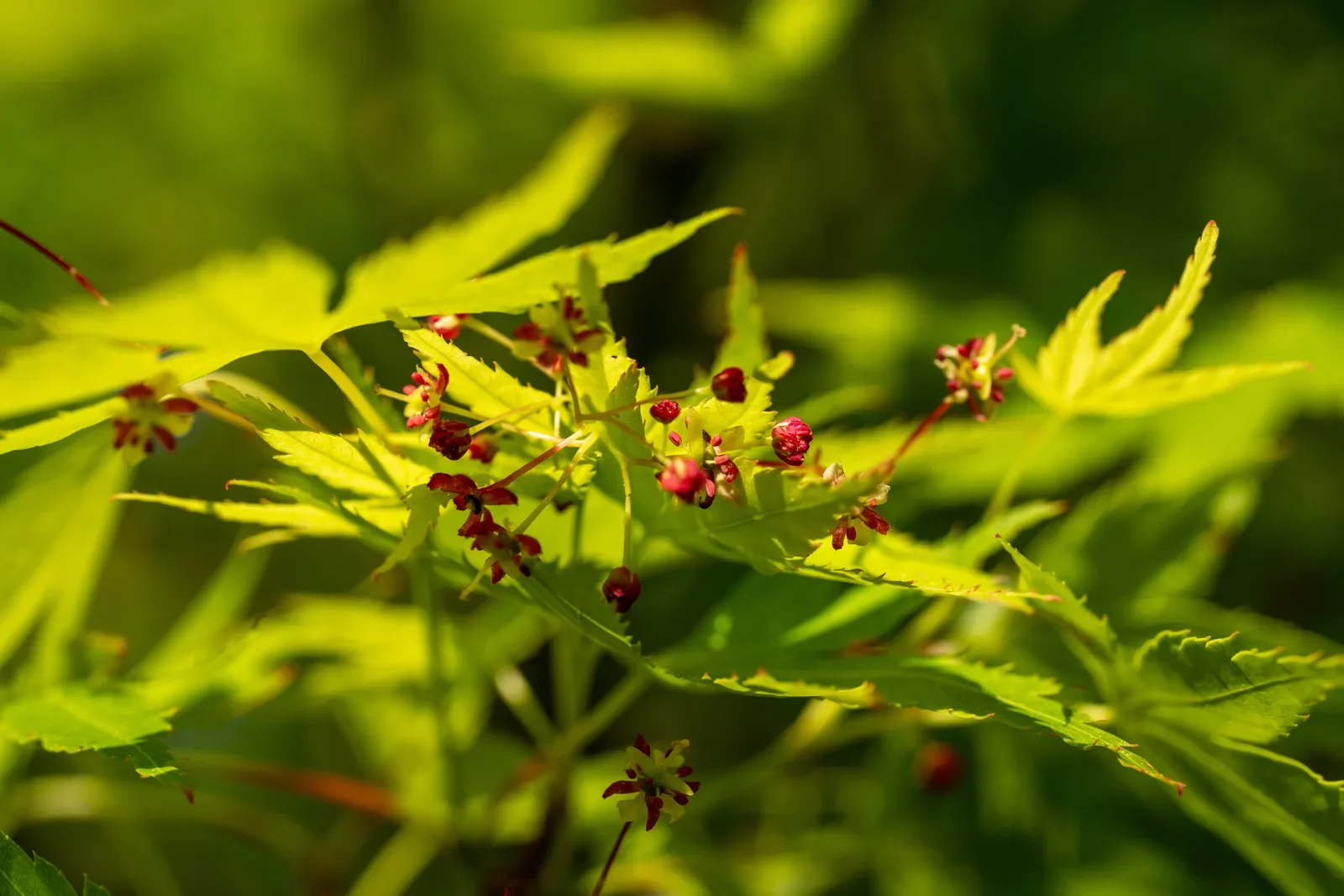 Folhas novas de ácer com as flores miúdas ainda presas ao ramo, em contraluz.
