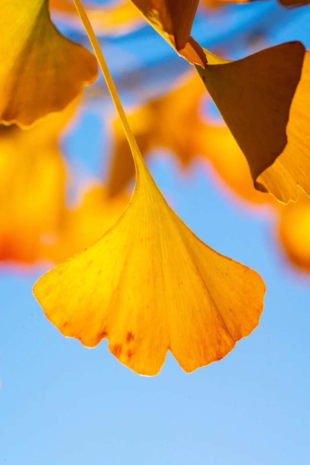 Folha de ginkgo amarela suspensa do ramo, recortada no céu azul.
