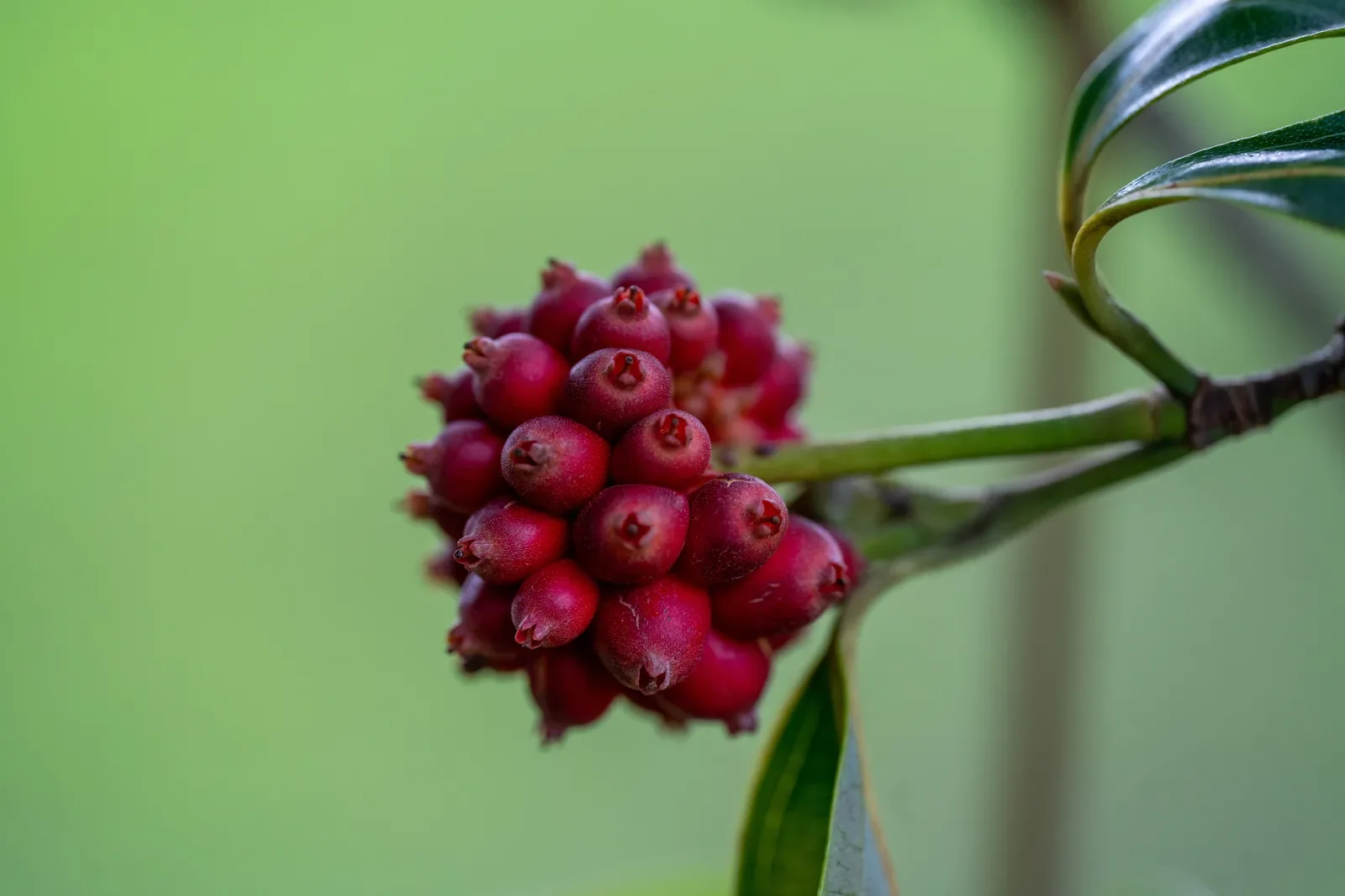 Cacho cerrado de frutos cor-de-rosa ainda a amadurecer, sobre fundo verde.