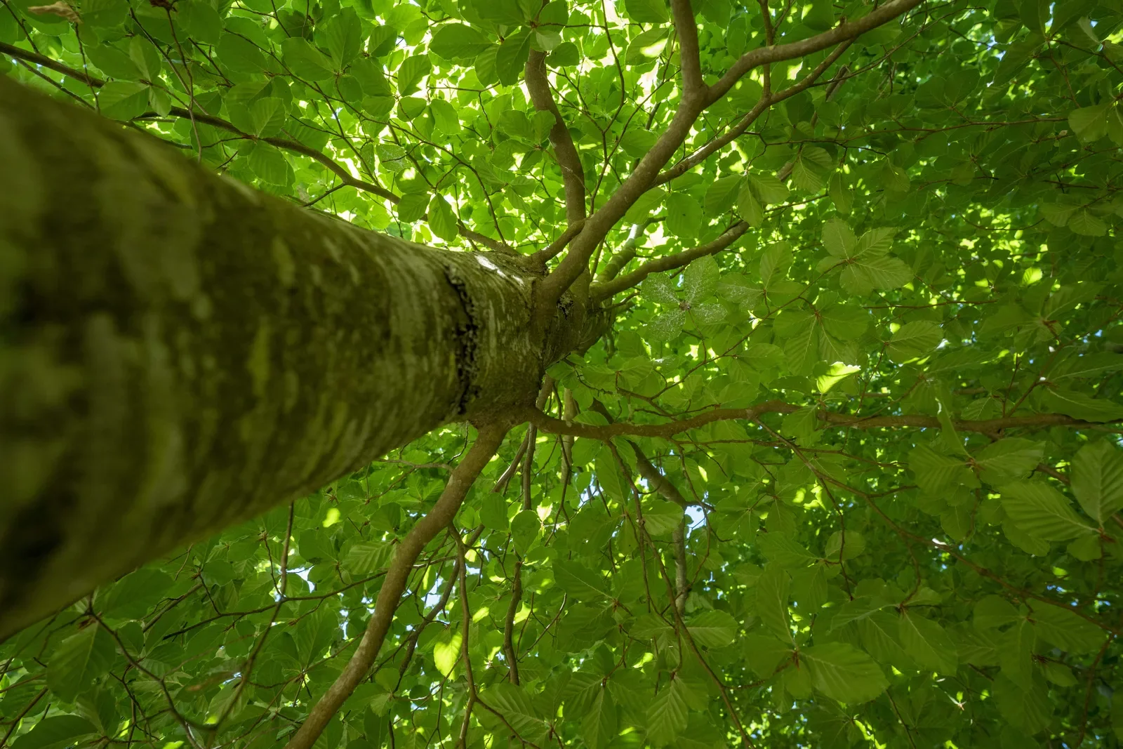 Tronco e copa vistos de baixo, com a folhagem verde a fechar por completo a vista do céu.