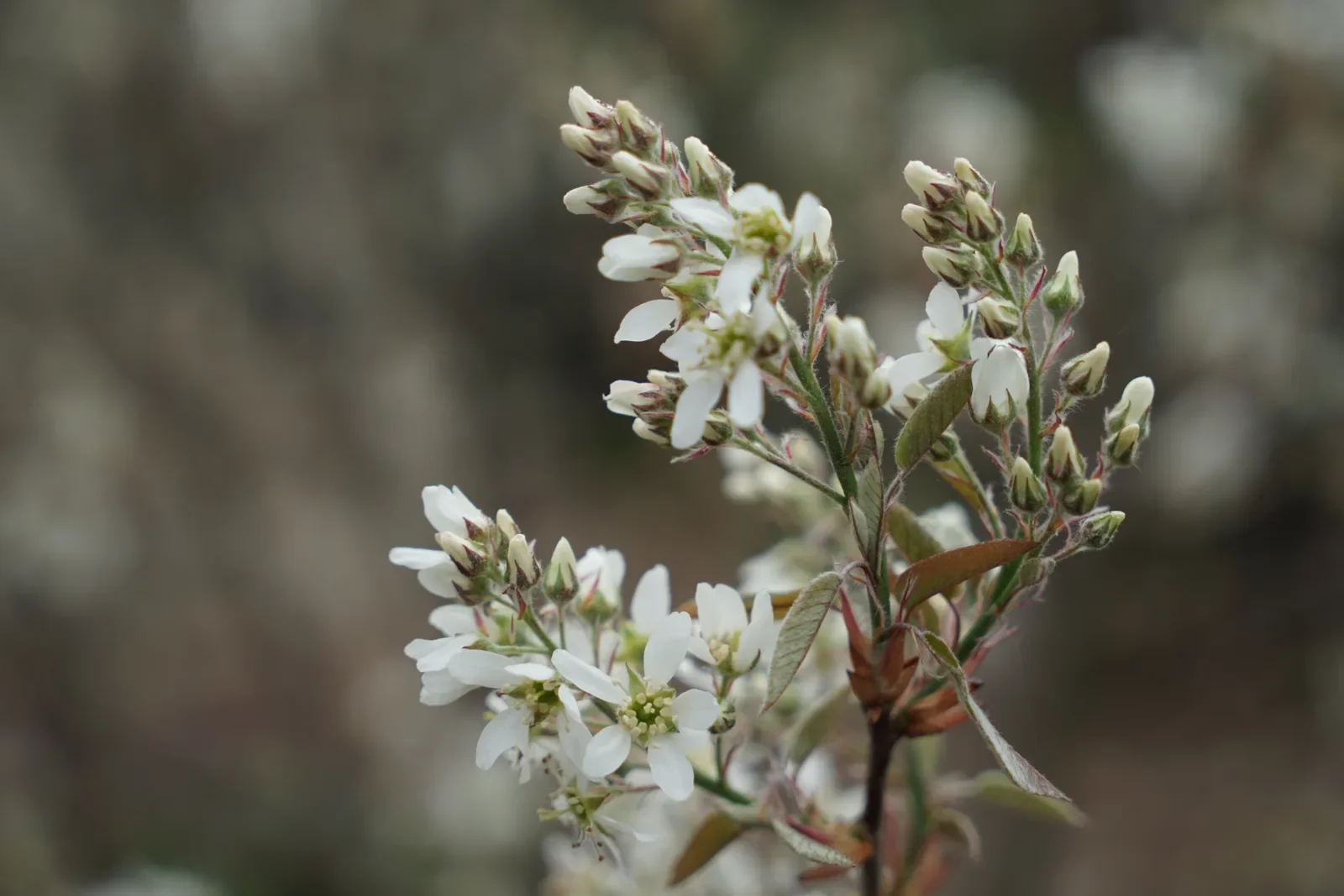 Cacho de flores brancas aberto num ramo ainda sem folha, no início da primavera.