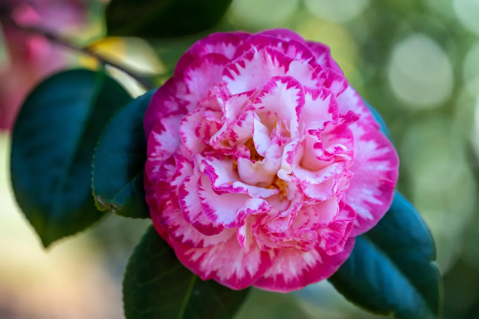 Flor de camélia de pétalas rosa e brancas, com muitas pétalas sobrepostas.