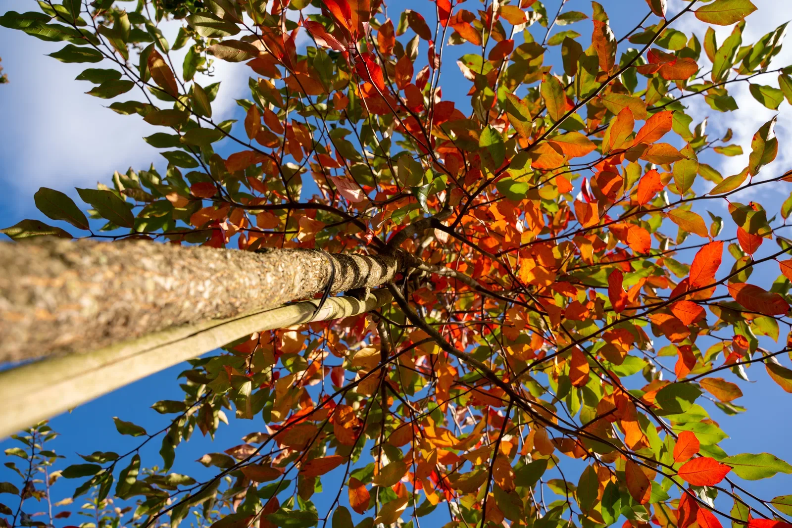 Copa de uma árvore vista de baixo em outono, com folhagem verde, laranja e vermelha ao mesmo tempo contra o céu azul.
