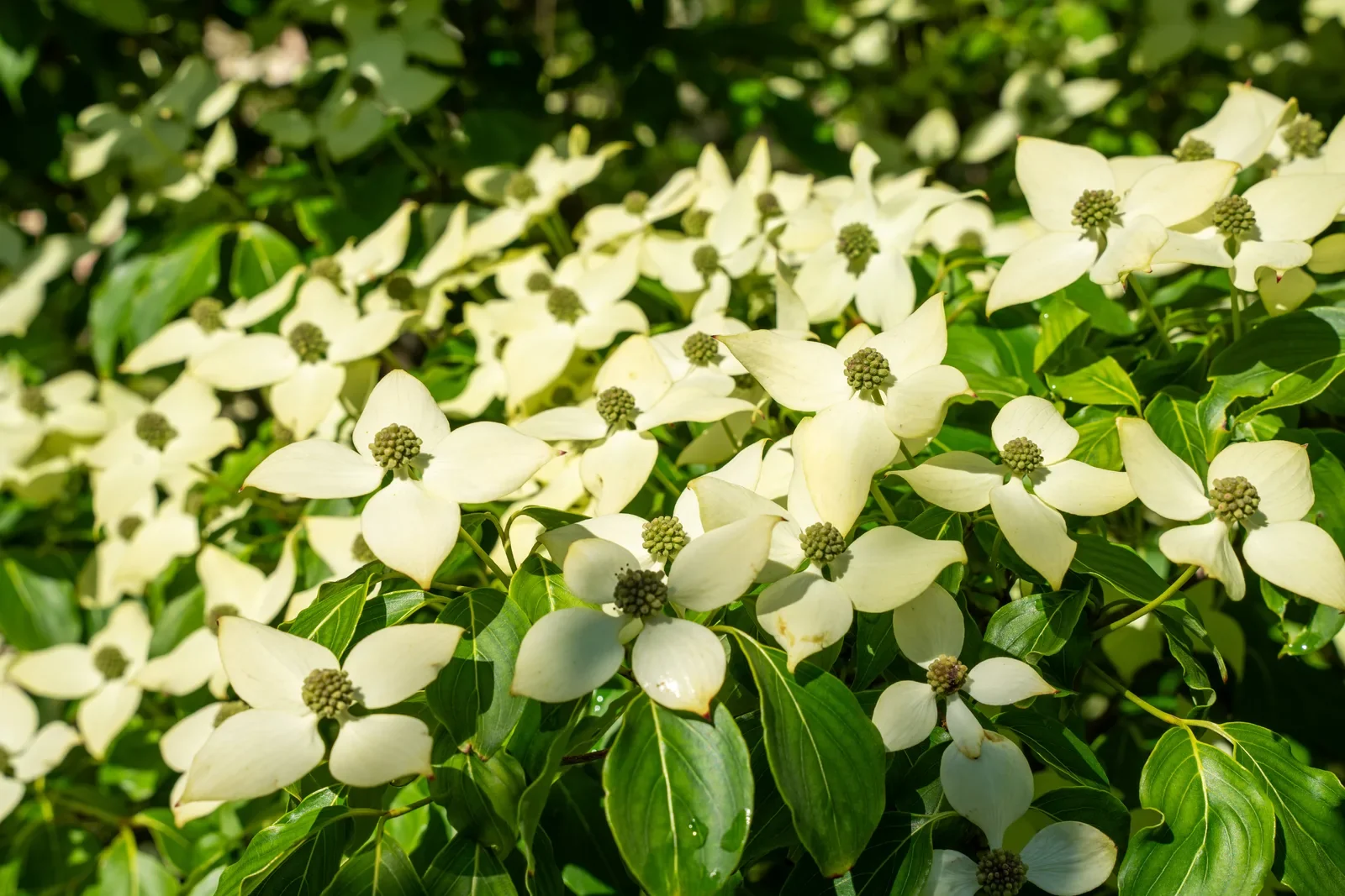 Massa densa de brácteas brancas de cornus abertas sobre folhagem verde.