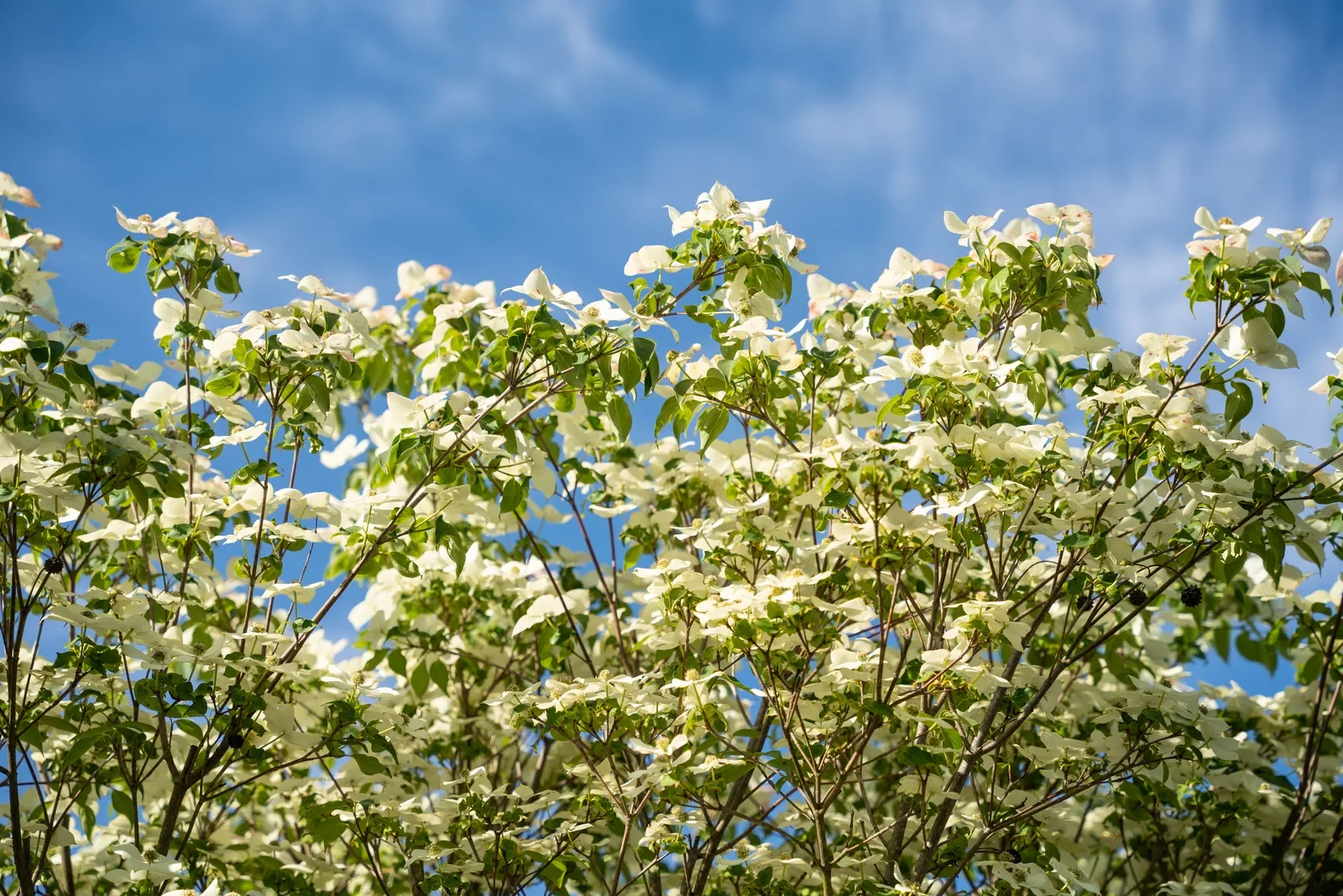 Árvore coberta de floração branca vista de baixo contra o céu azul.