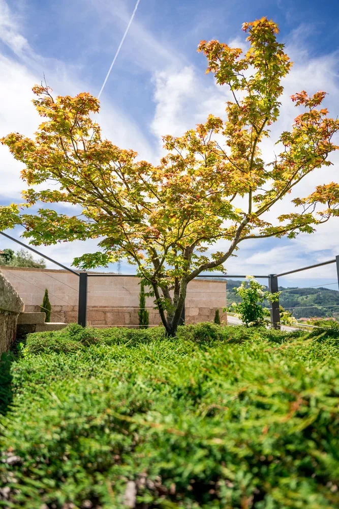 Árvore de folhagem alaranjada sobre uma sebe recortada, com a paisagem ao fundo.