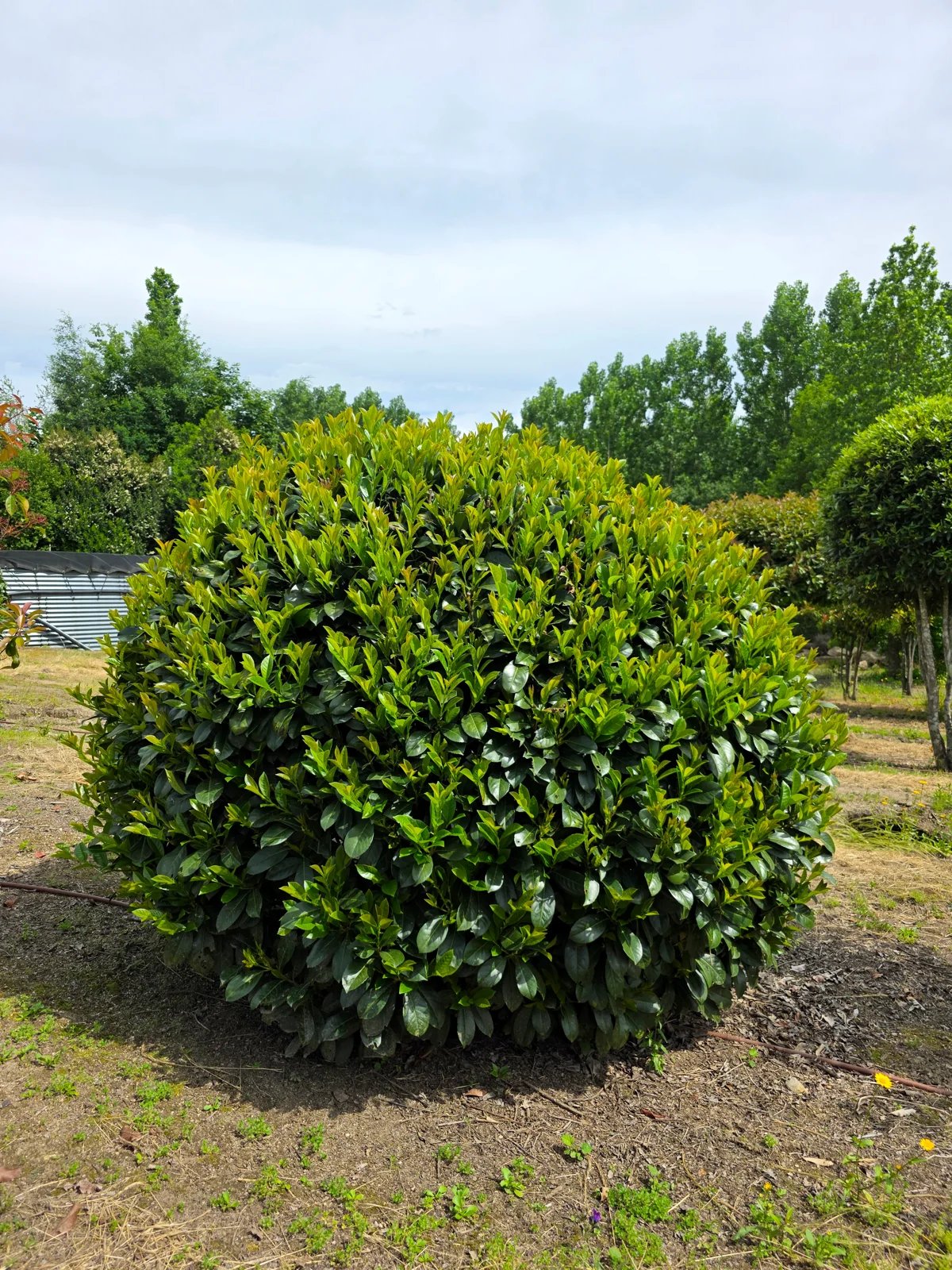 Prunus laurocerasus 'Etna'