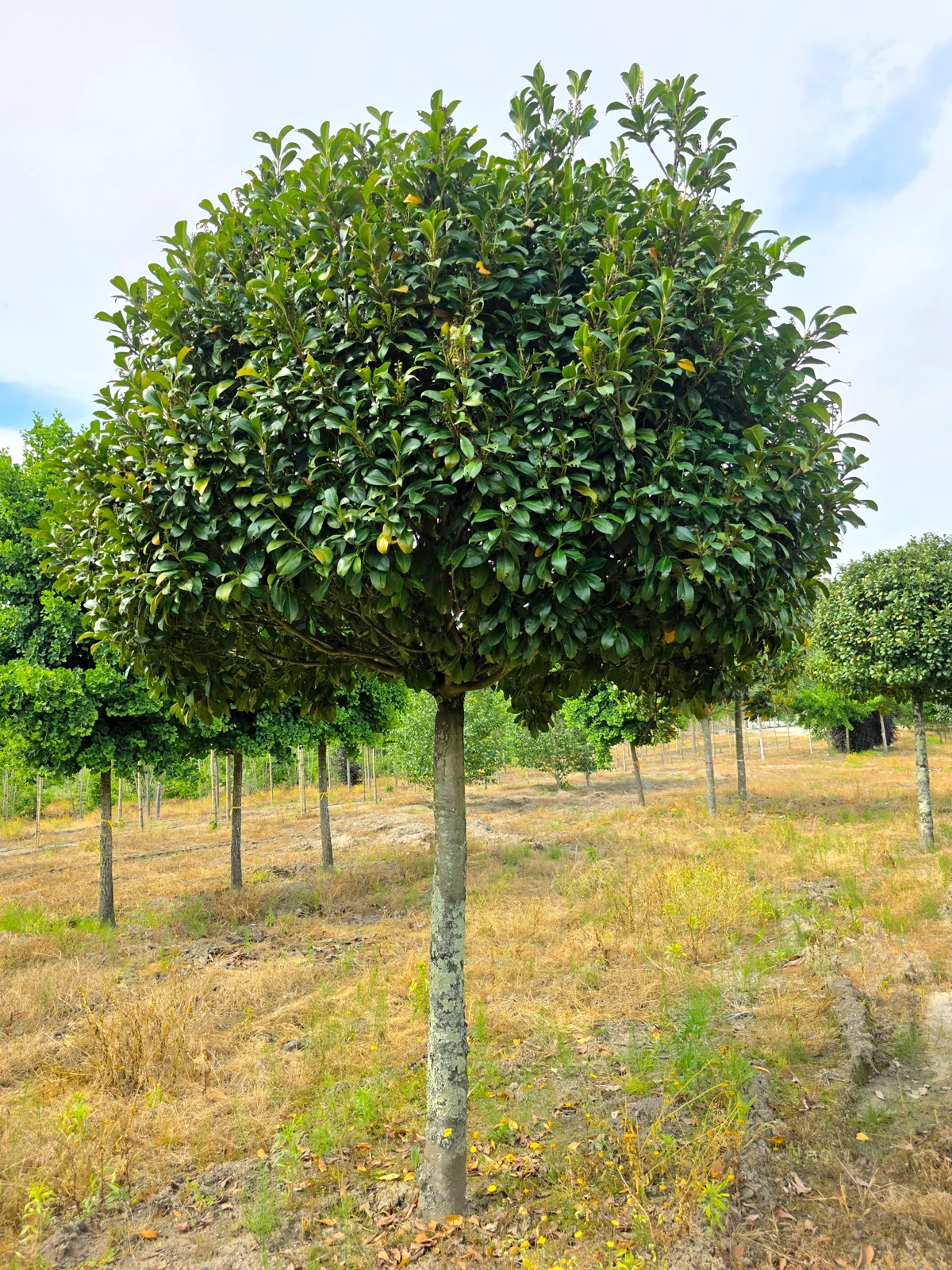 Prunus laurocerasus 'Etna'
