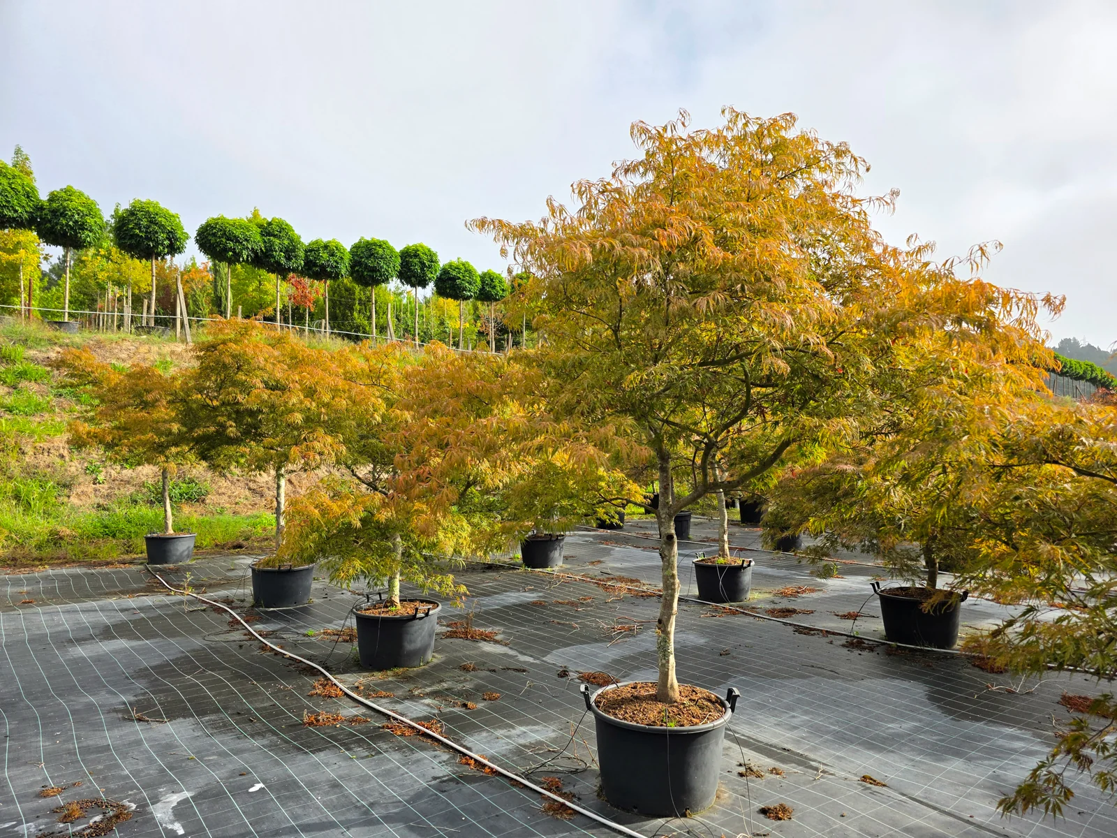 Acer palmatum dissectum 'Tamukeyama'