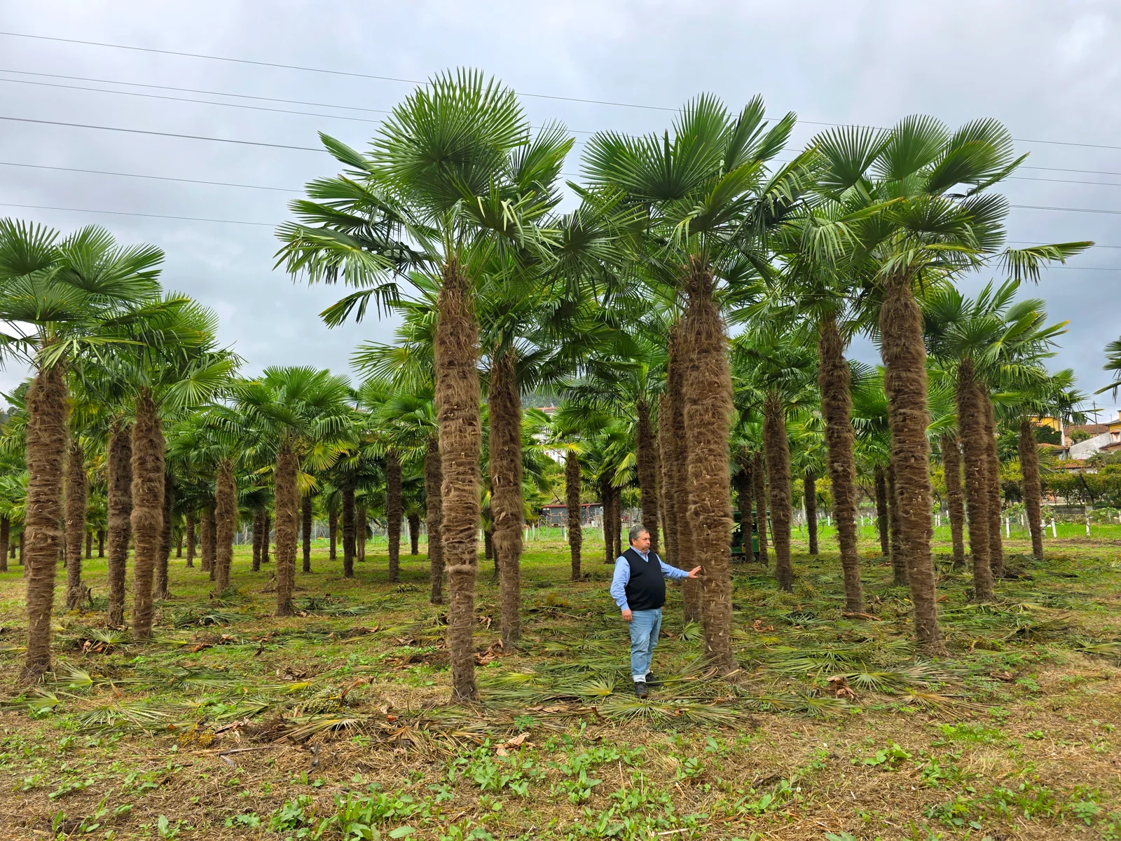 Chamaerops excelsa
