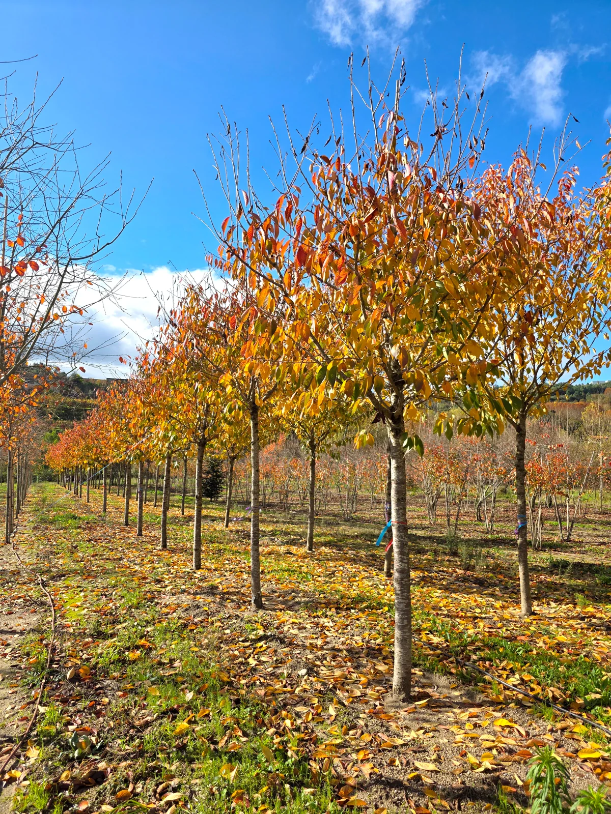 Prunus serrulata 'Shirotae'