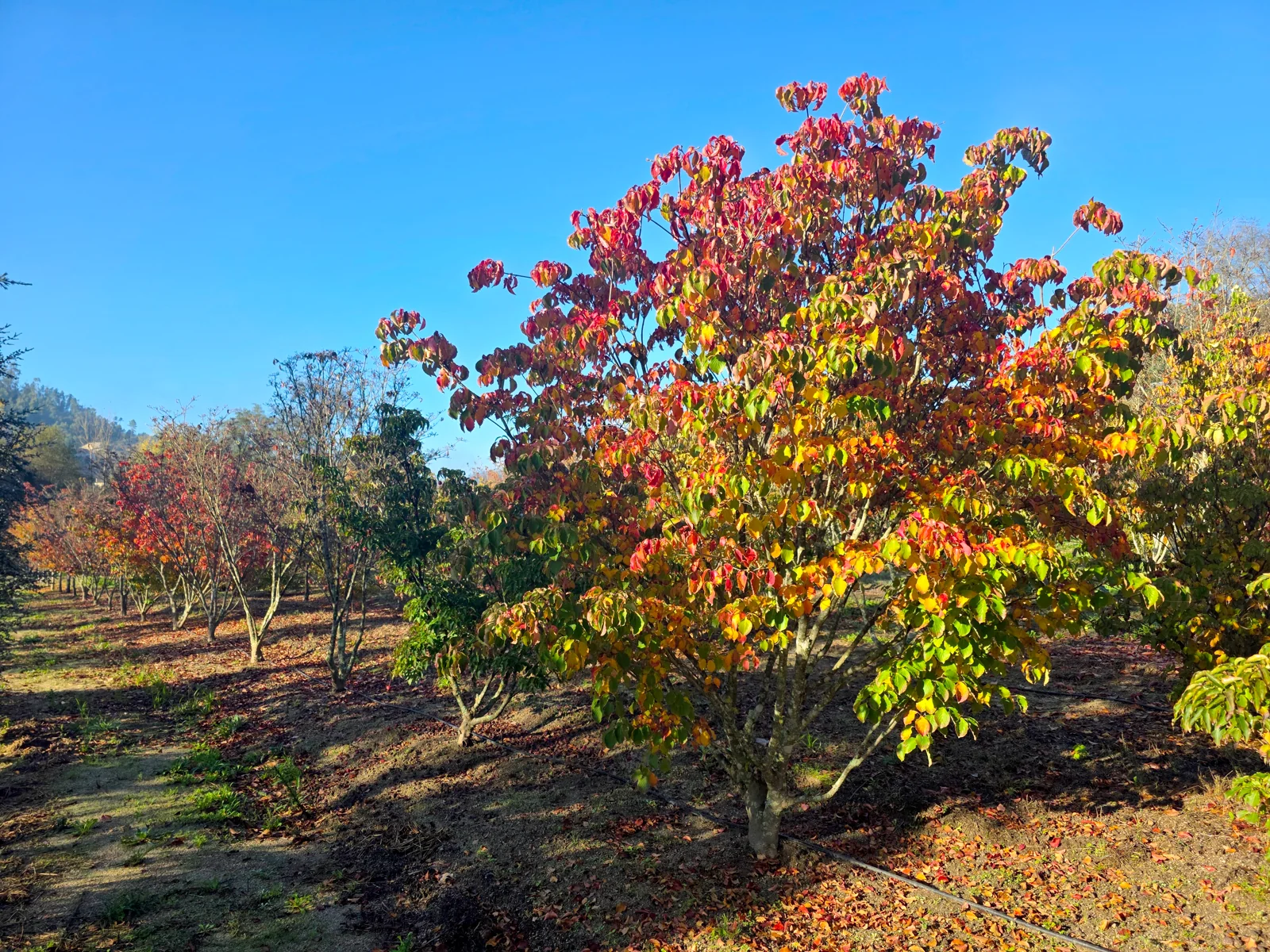 Cornus kousa 'Chinensis'