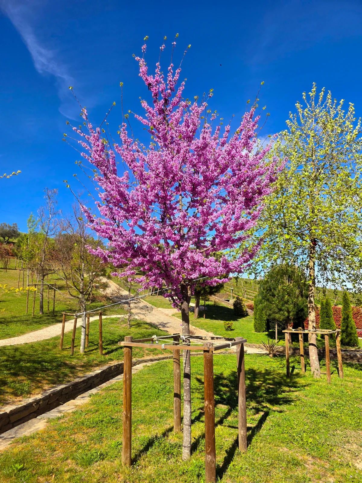 Cercis siliquastrum