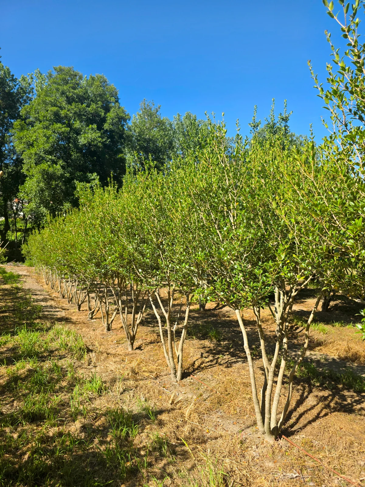 Osmanthus heterophyllus