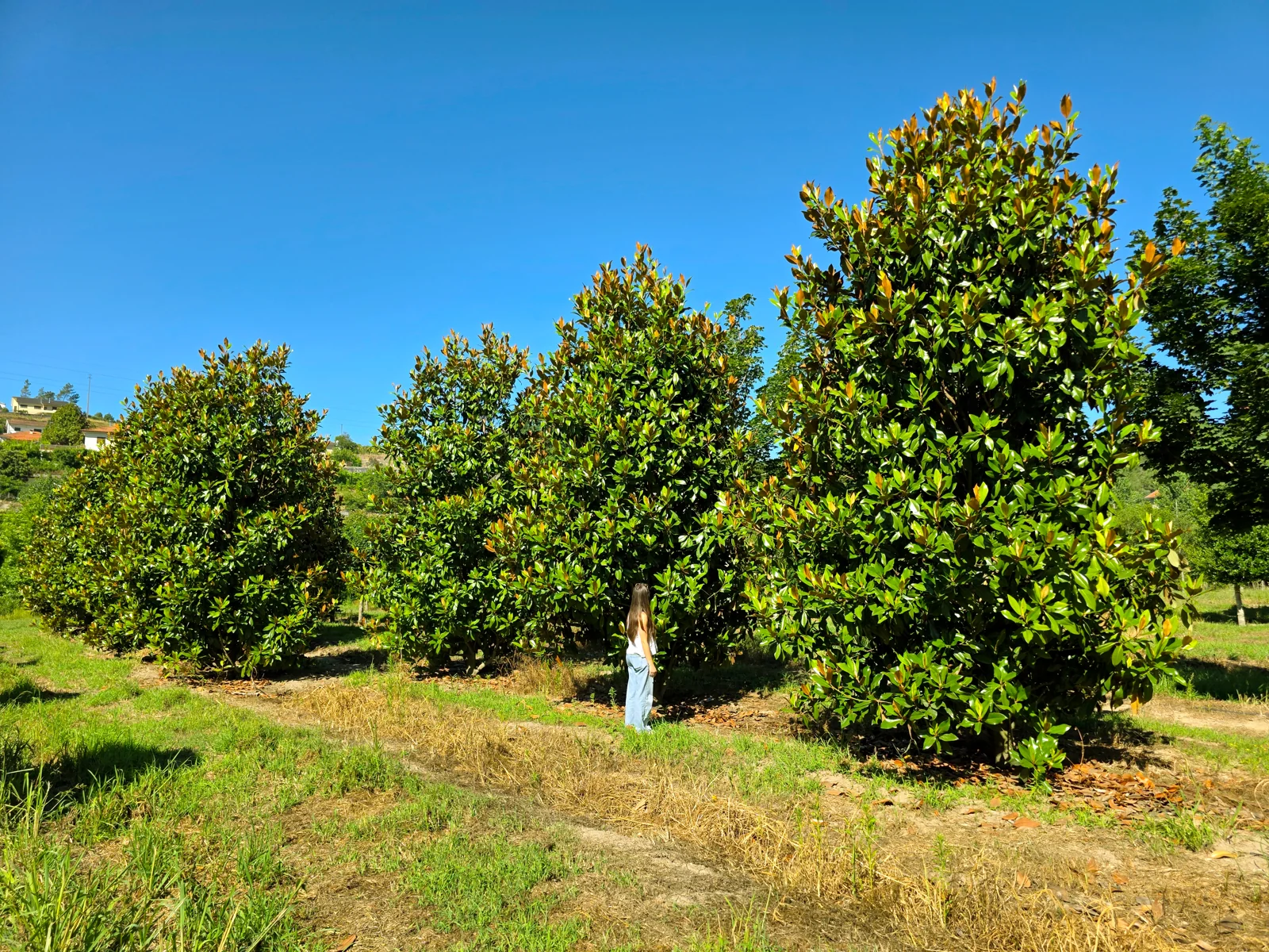 Magnolia grandiflora 'Gallisoniensis'