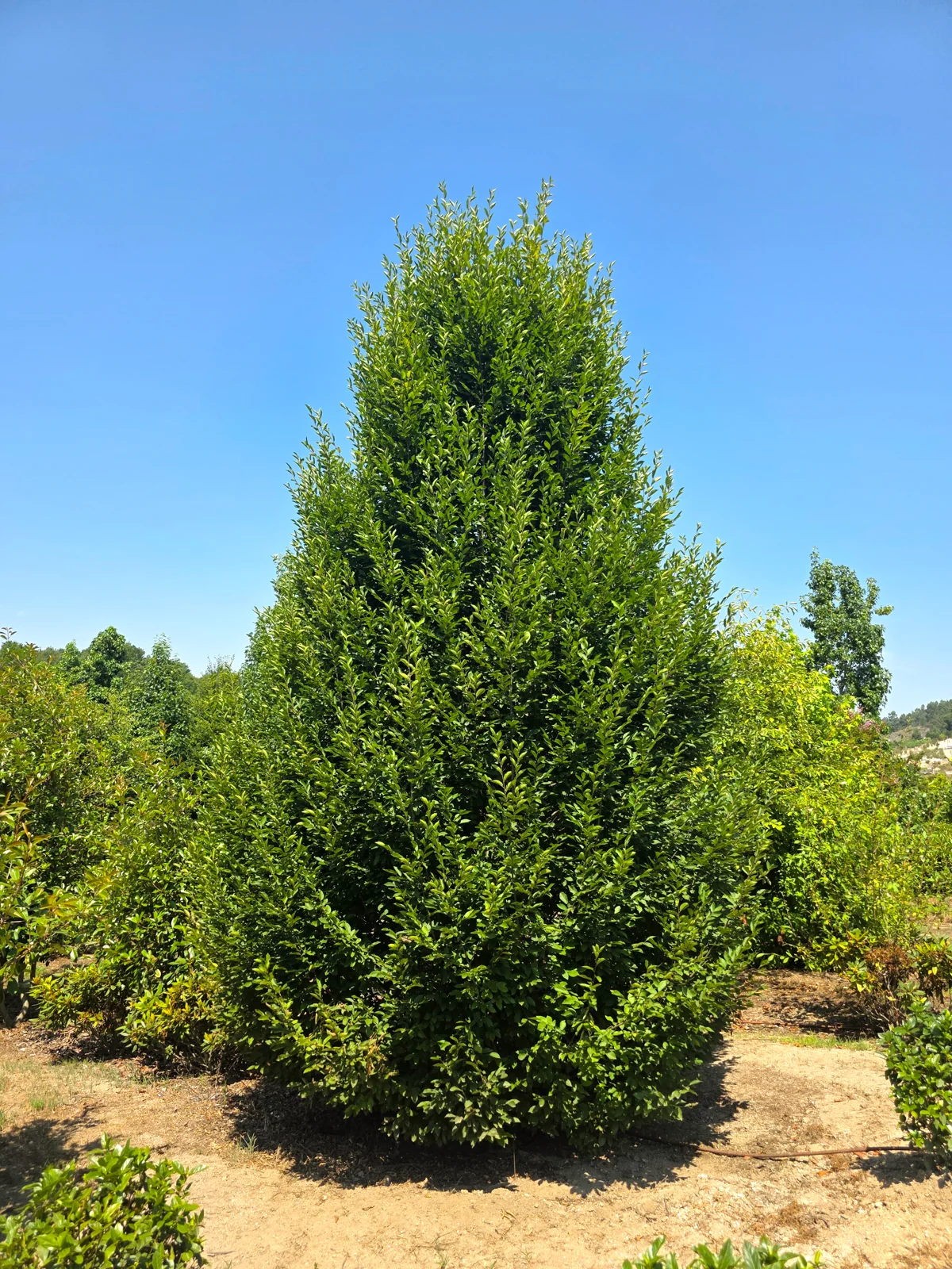 Carpinus betulus 'Fastigiata'