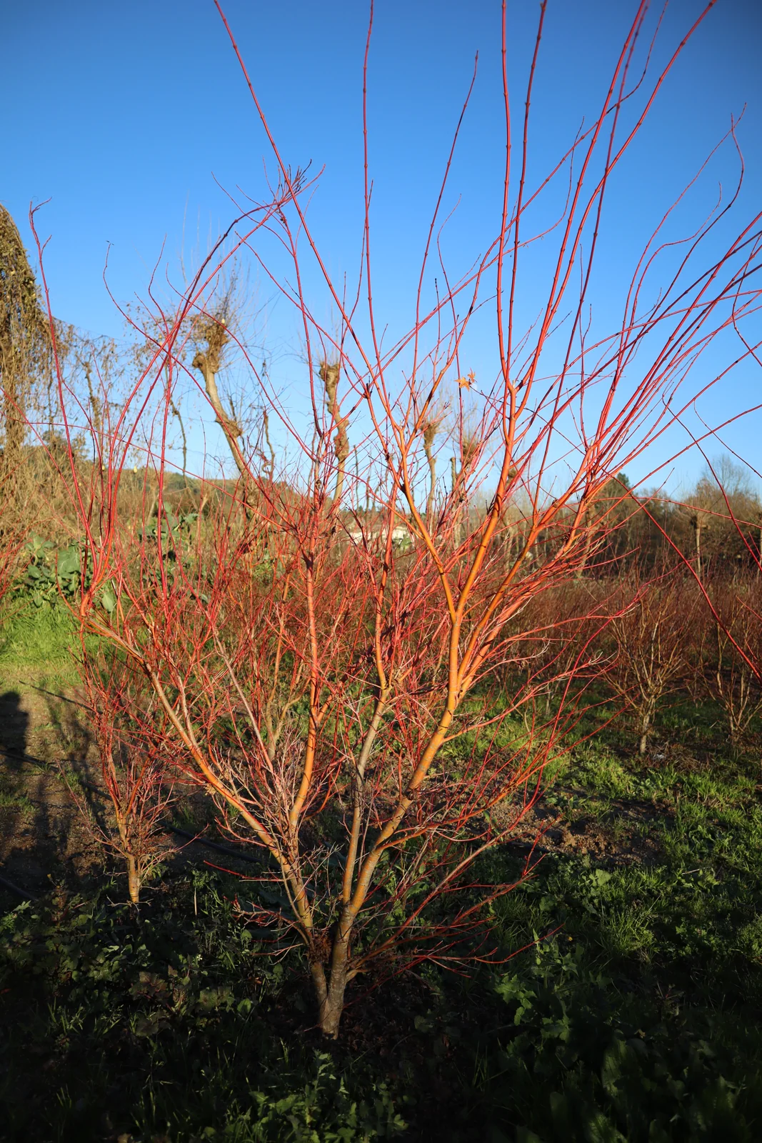 Acer palmatum 'Sangokaku'