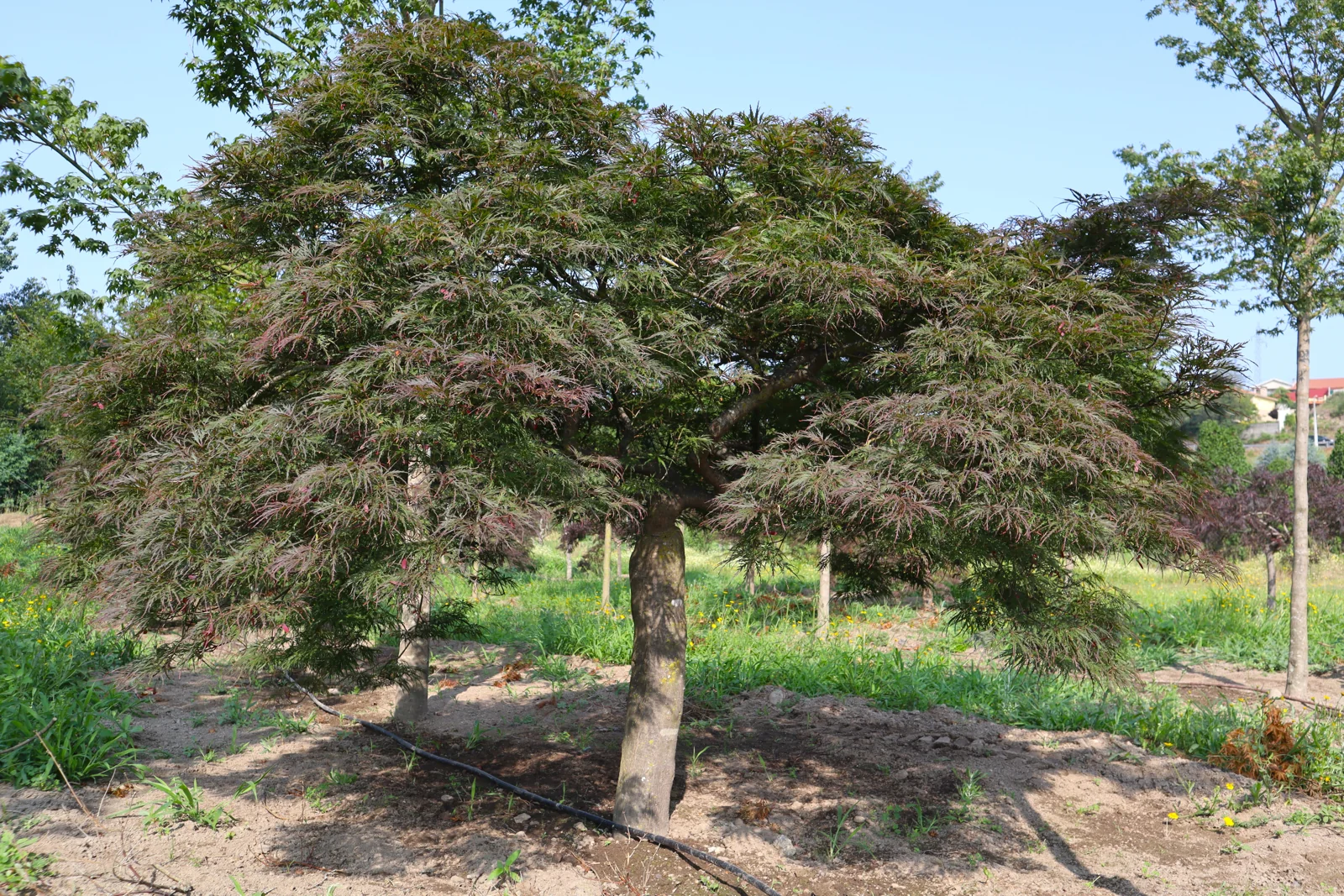 Ácer-japonês 'Dissectum Garnet'