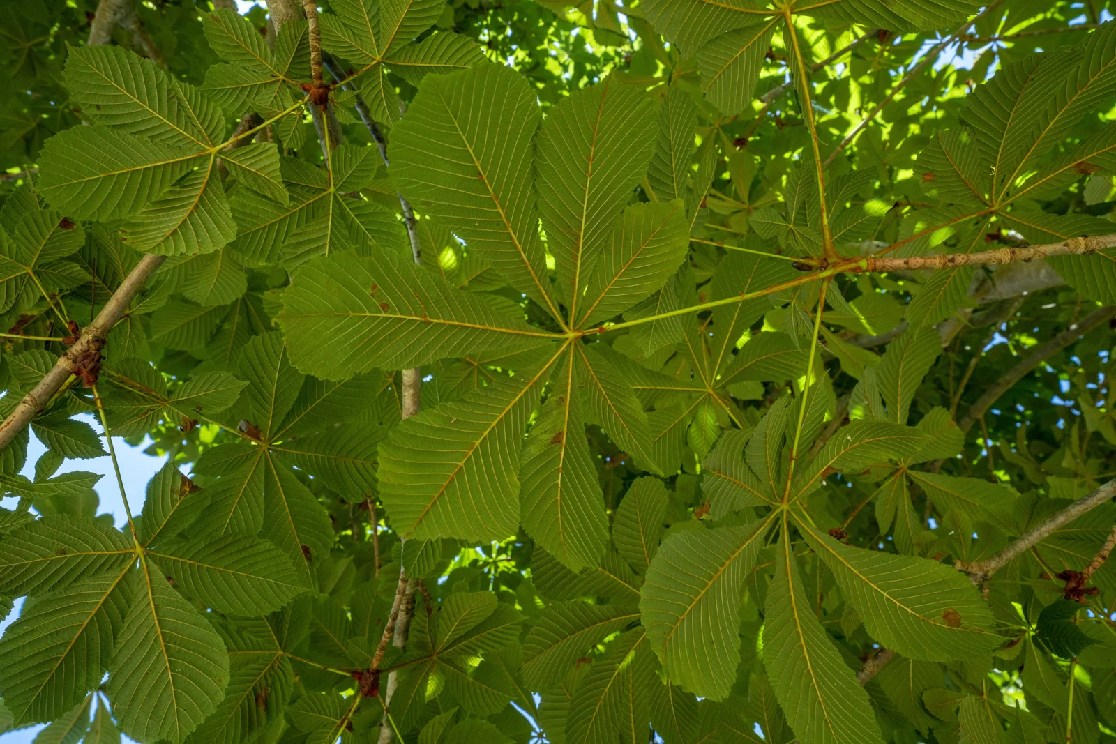 Aesculus hippocastanum 'Baumannii'