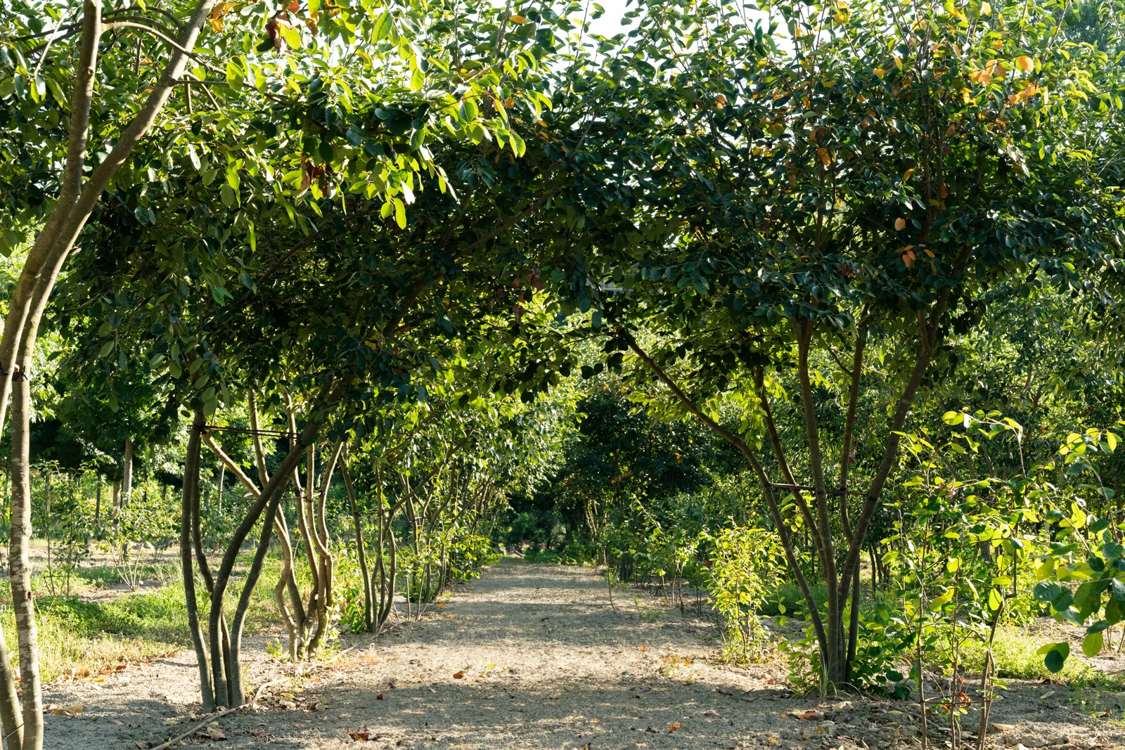 Amelanchier lamarckii