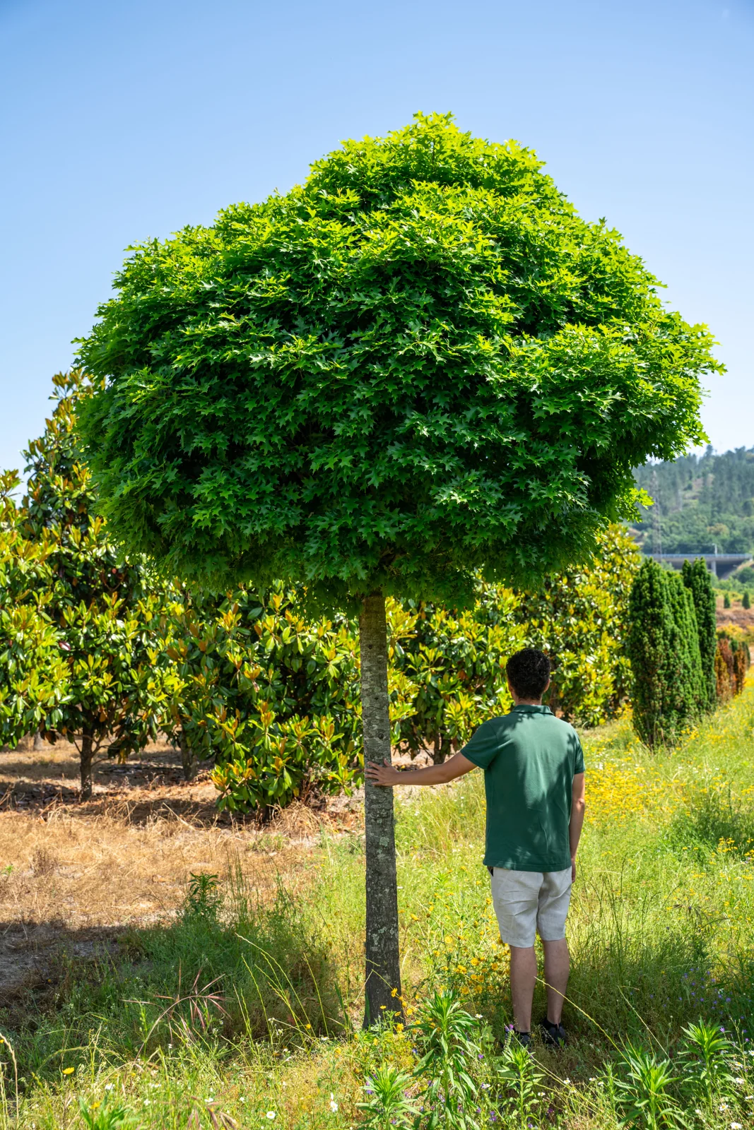 Quercus palustris 'Green Dwarf'