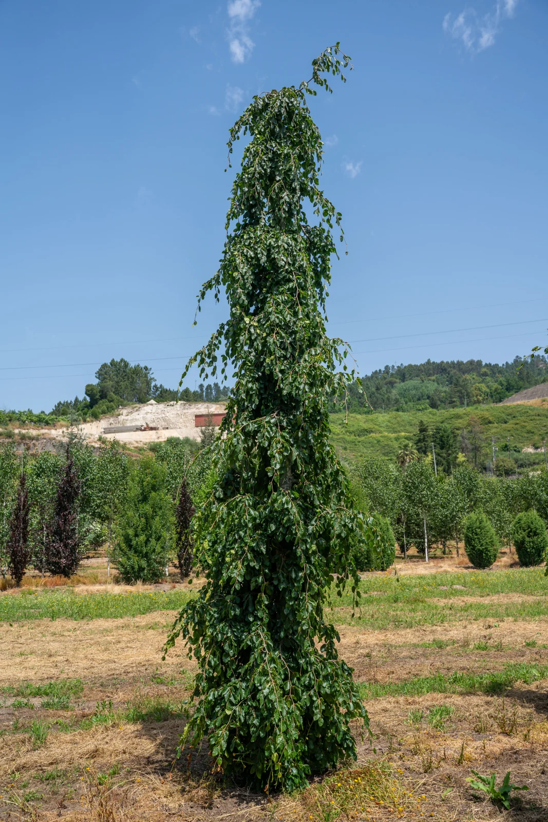 Fagus sylvatica 'Pendula'