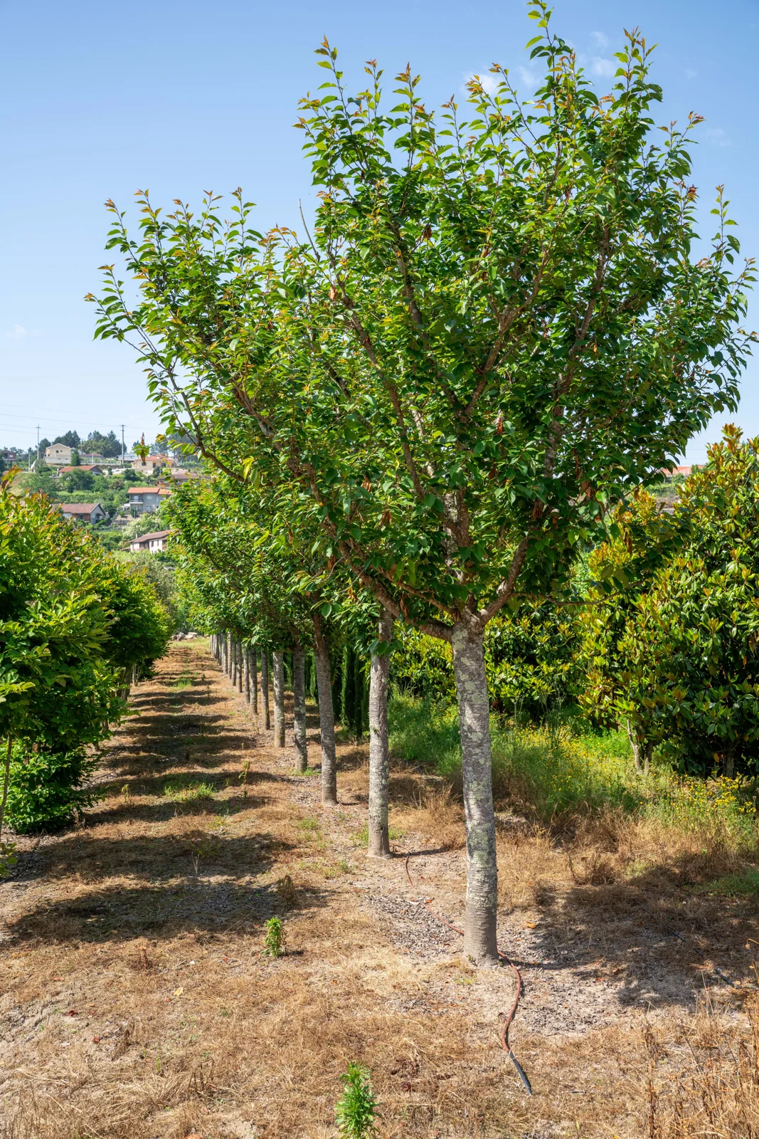 Prunus serrulata 'Kanzan'